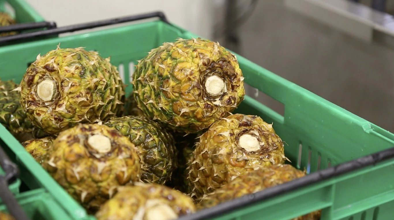 Fresh pineapples in a green plastic crate.
