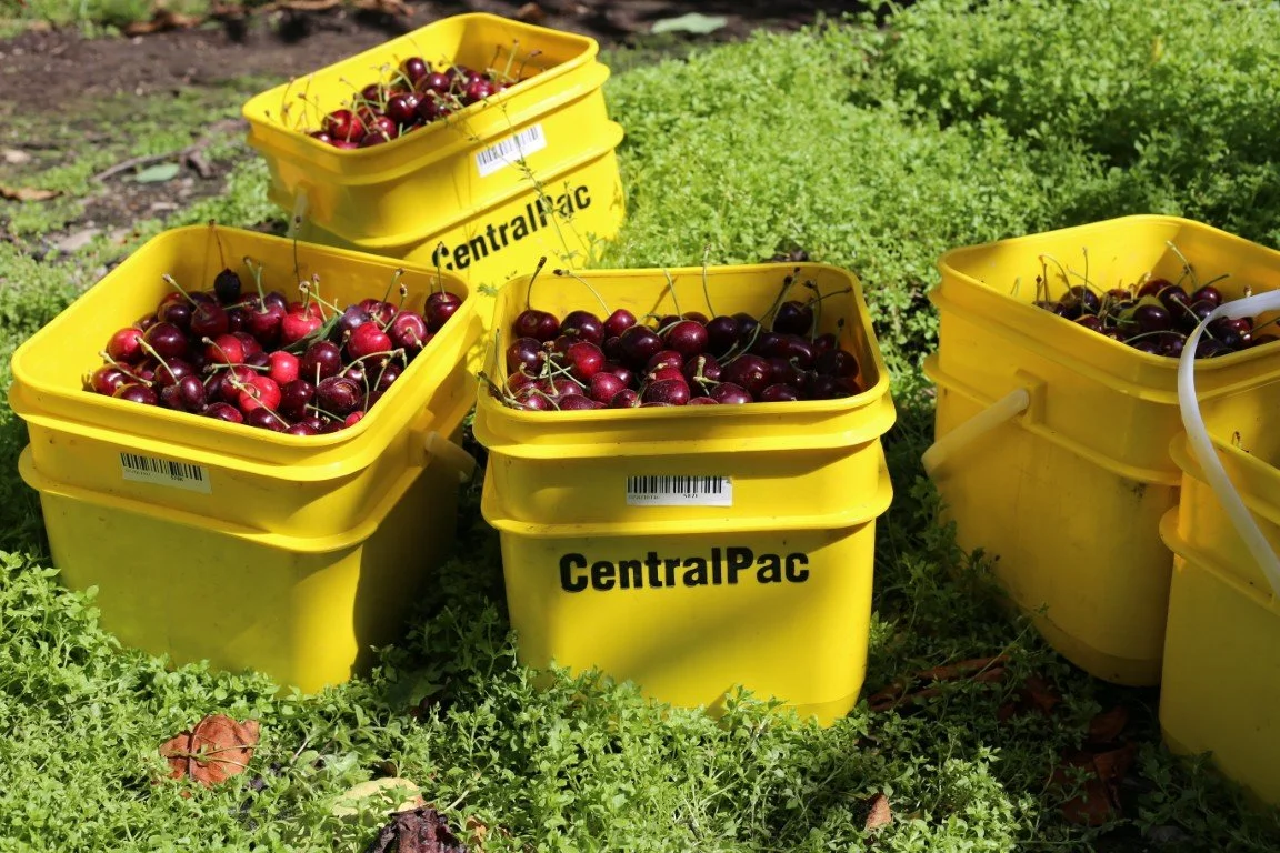 Yellow buckets filled with cherries in an outdoor setting.