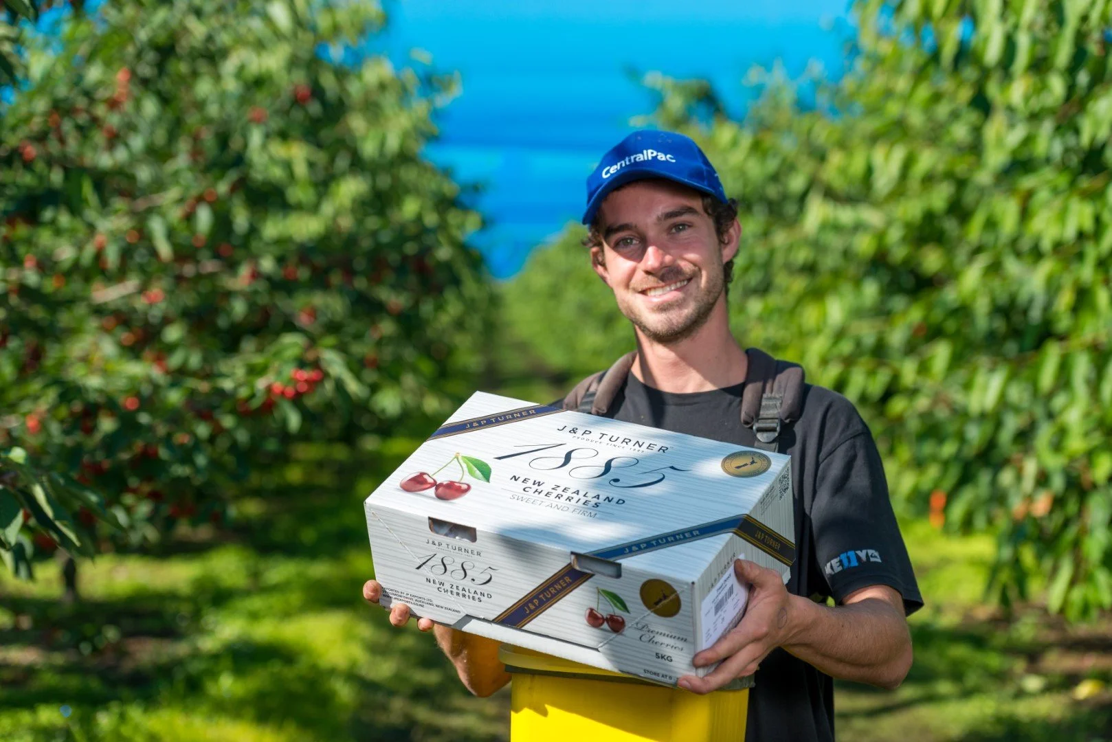 A man smiling and holding a box of cherries in an orchard with lush green trees and red cherries in the background, wearing a blue cap and a black shirt.