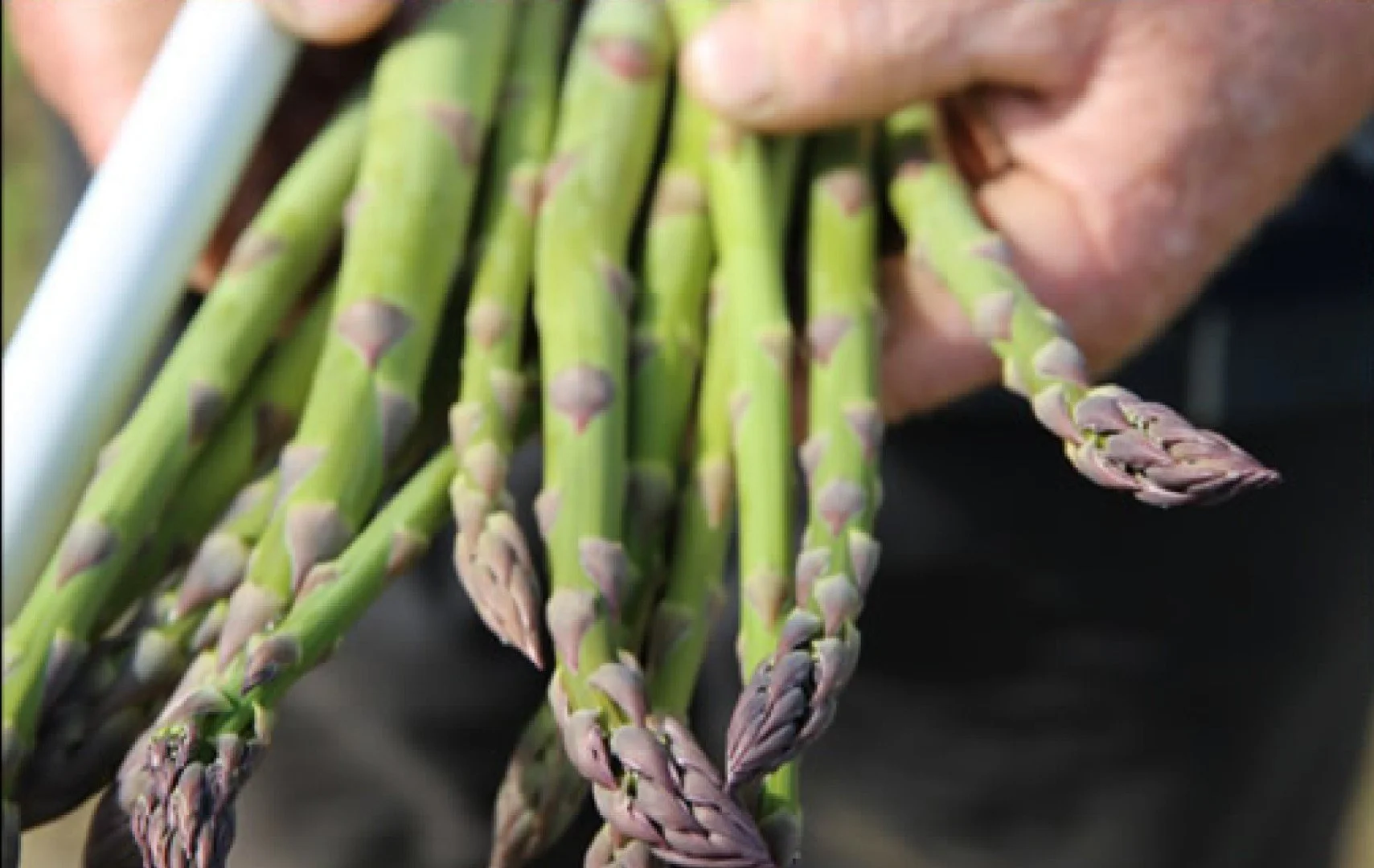 Close-up of fresh green asparagus spears held in someone’s hand.