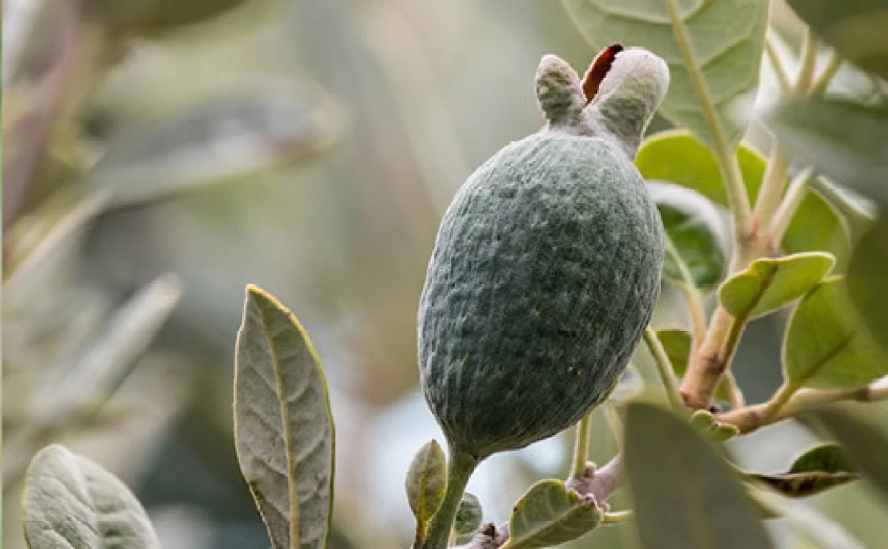 A close-up of a gray-green olive hanging on a branch among green leaves.