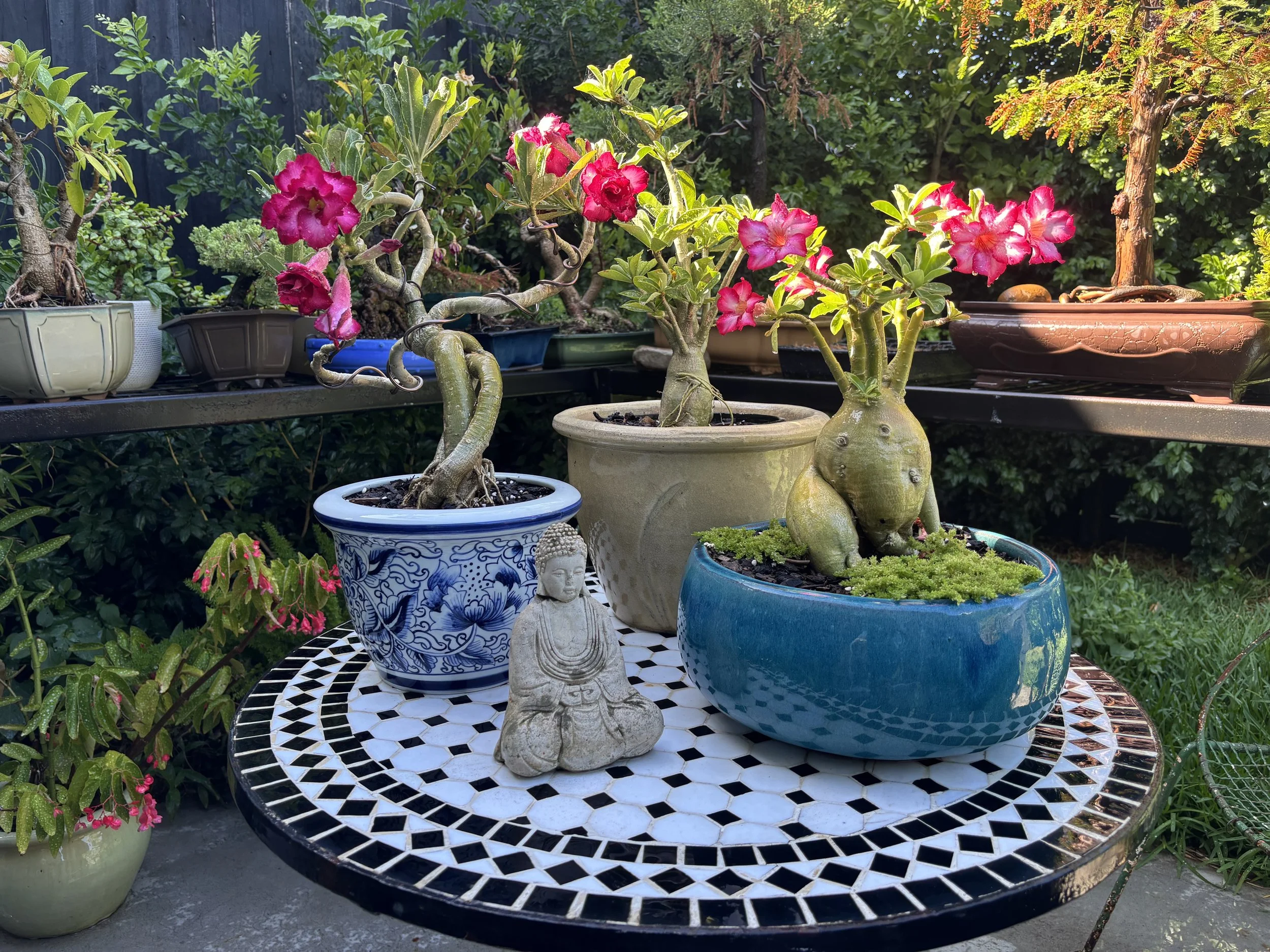 Arrangement of potted desert rose plants with pink flowers on a black and white patterned outdoor table, surrounded by various green plants and trees.