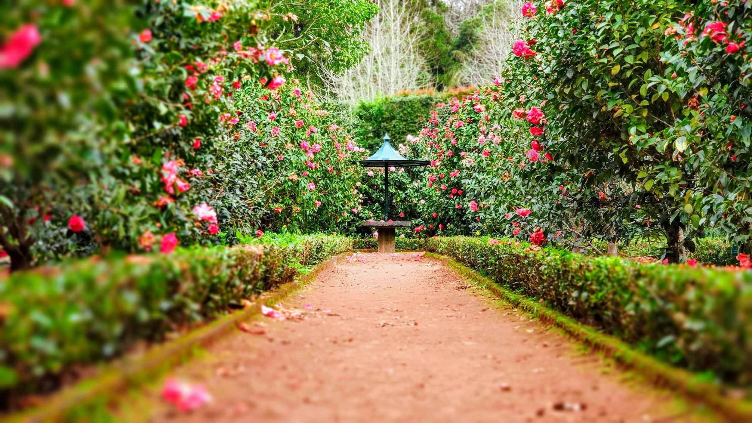 A garden pathway lined with pink camellia bushes and greenery, leading to a decorative blue gazebo.