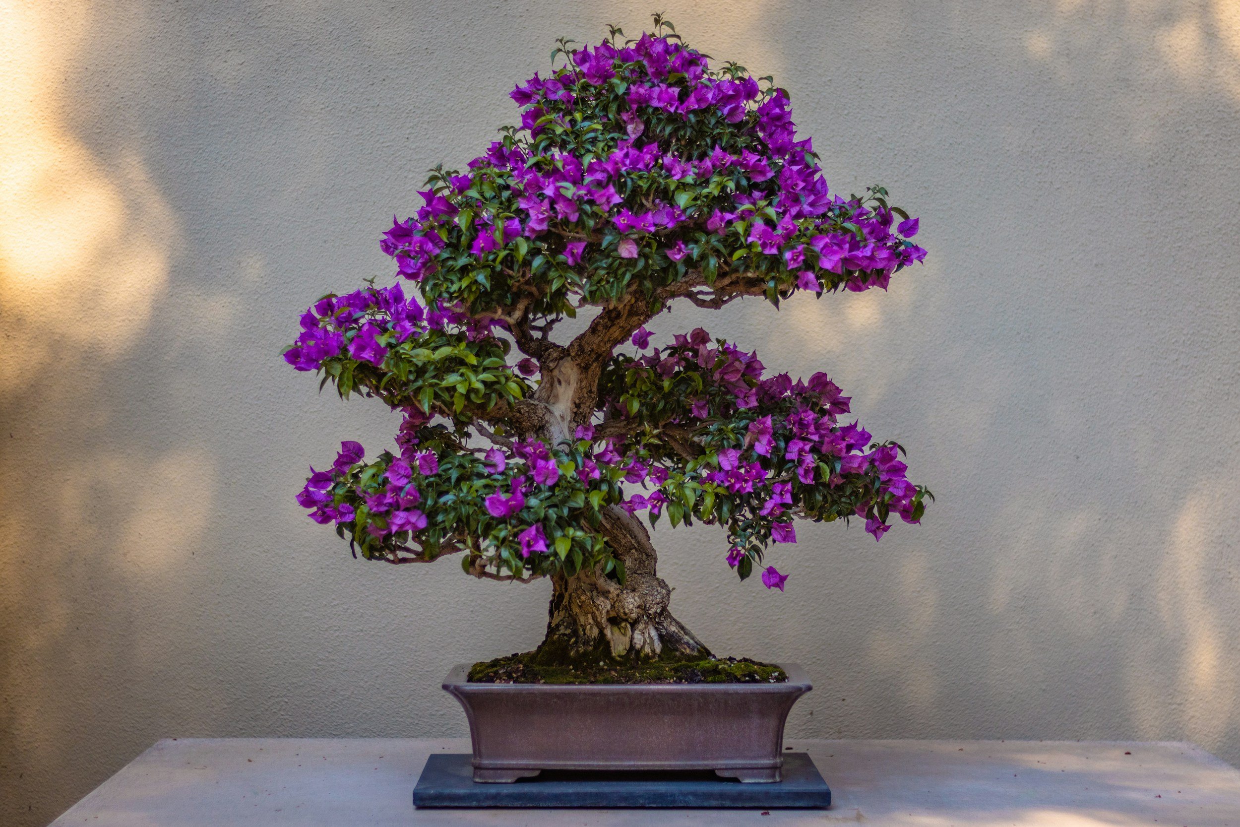A potted bonsai tree with purple flowers against a plain wall.