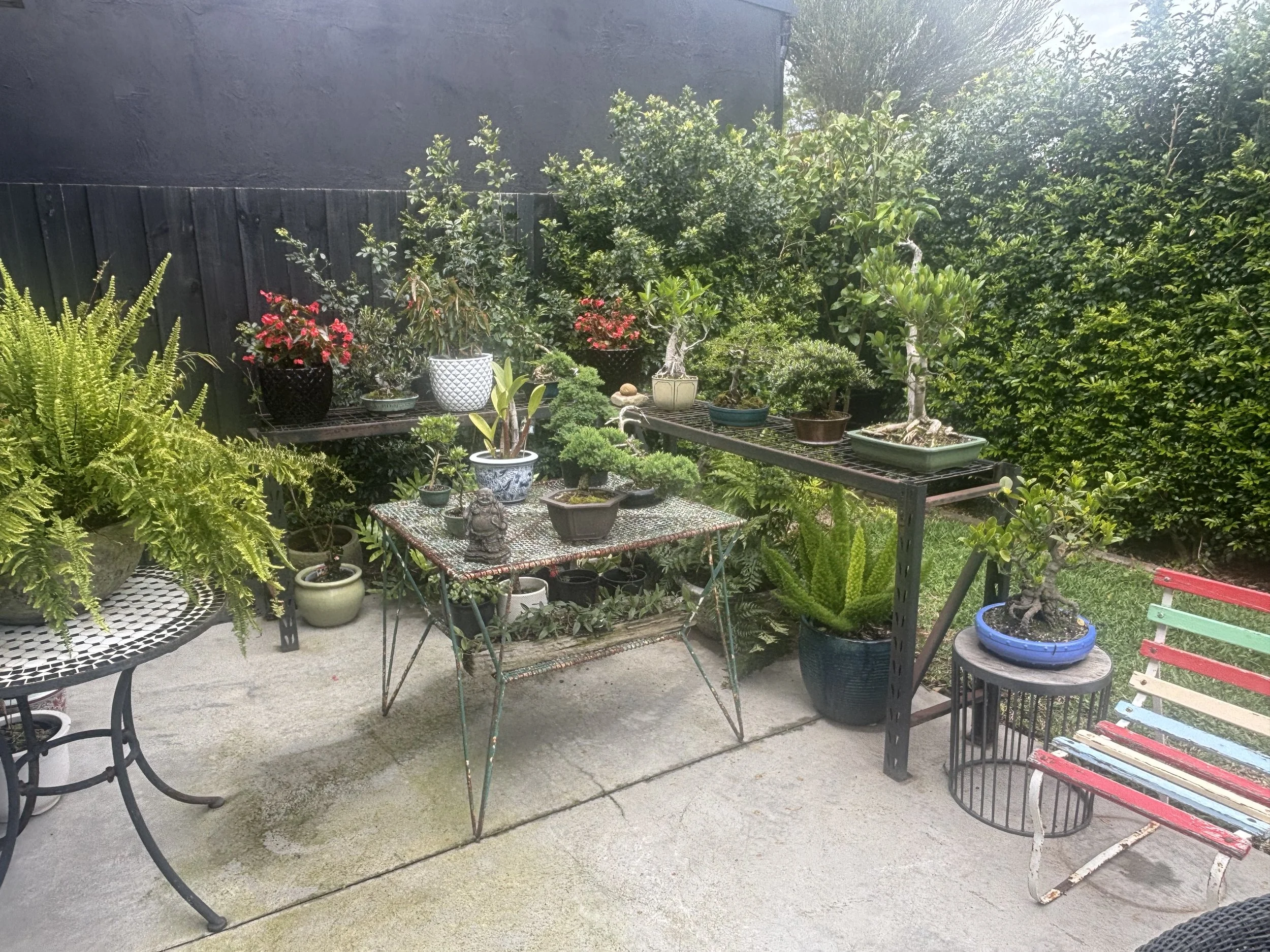 A variety of plants and bonsai trees in pots arranged on outdoor tables and in the ground, with a black fence and lush green trees in the background.