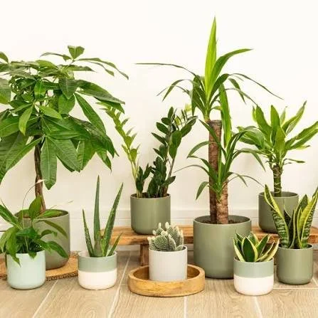 Indoor plant care