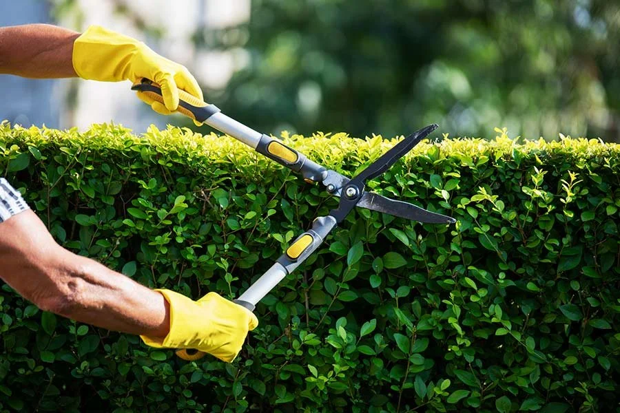 Hedging and Pruning