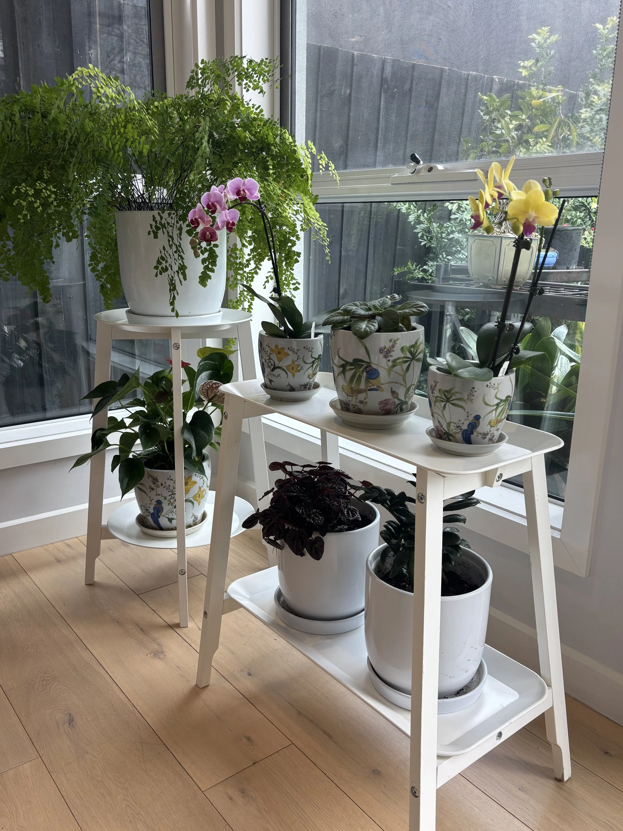 Multiple potted plants on white shelves and stands near a window with mesh screen, including orchids, ferns, and other green plants, with a wooden floor.