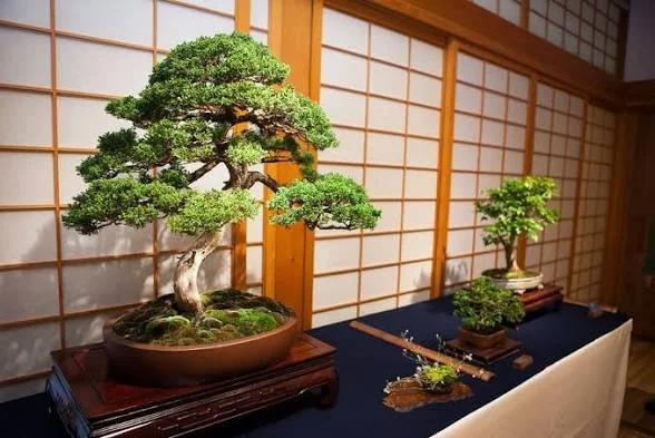 Bonsai Maintenance