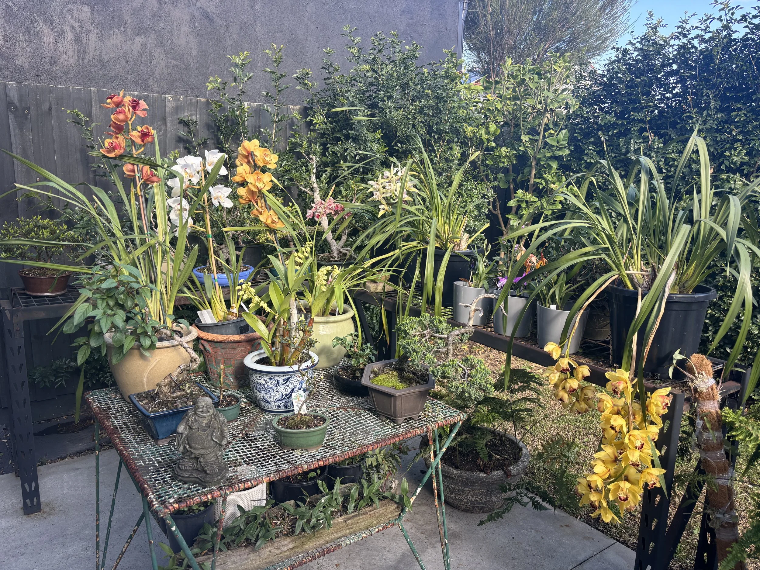 A garden with various potted plants and blooming orchids on a metal table against a dark wall, with lush green bushes and trees in the background.