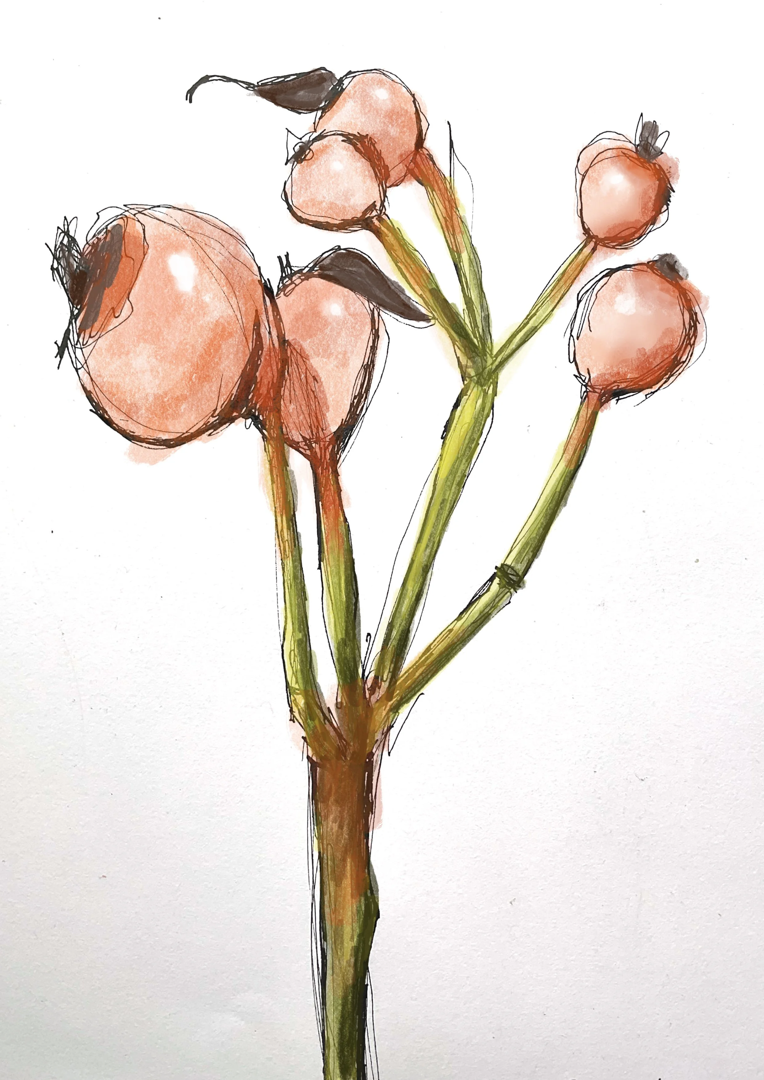 Chrystel Galea art rosehip study 1.jpg