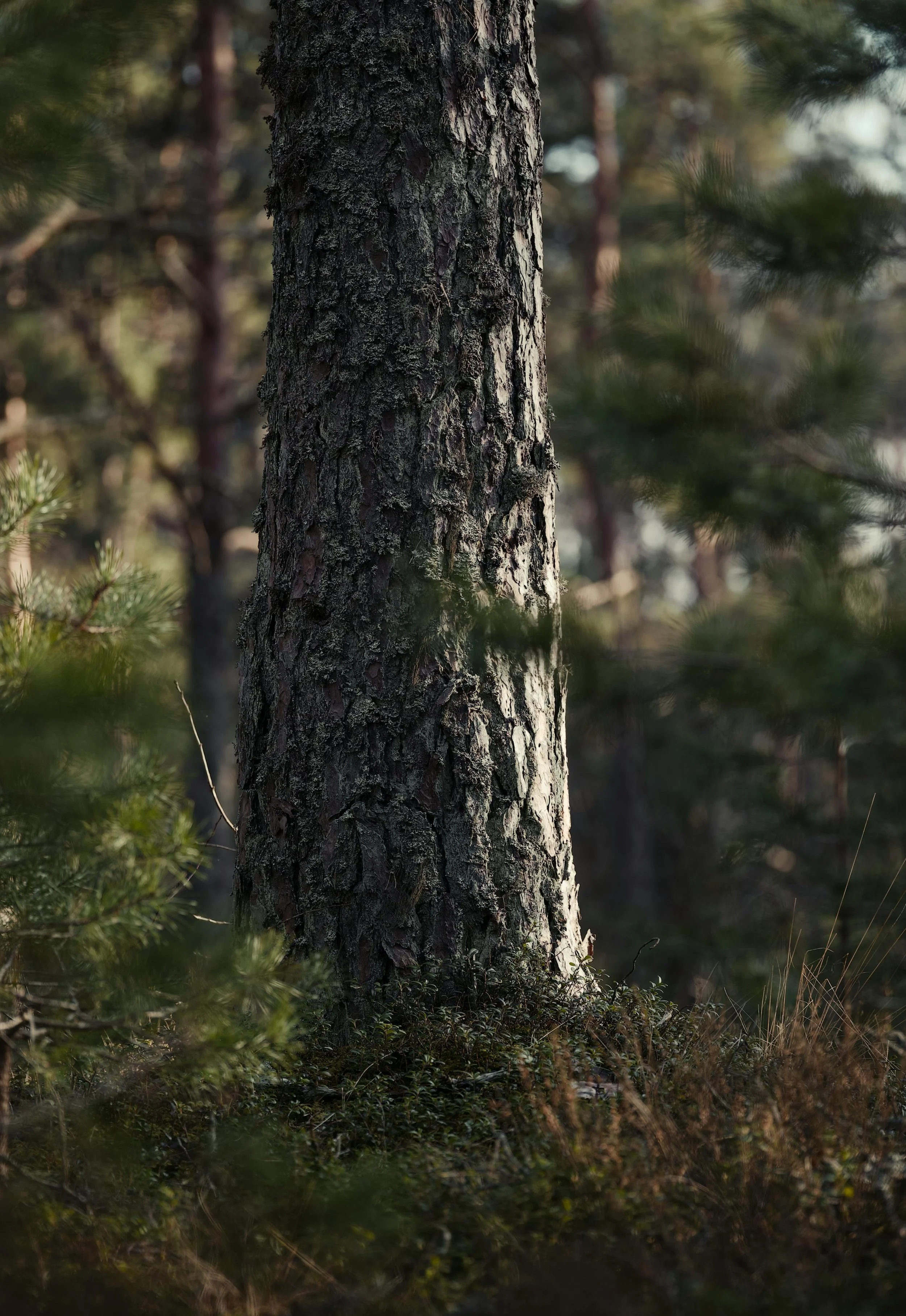 Silver Webs and Guardian Pines