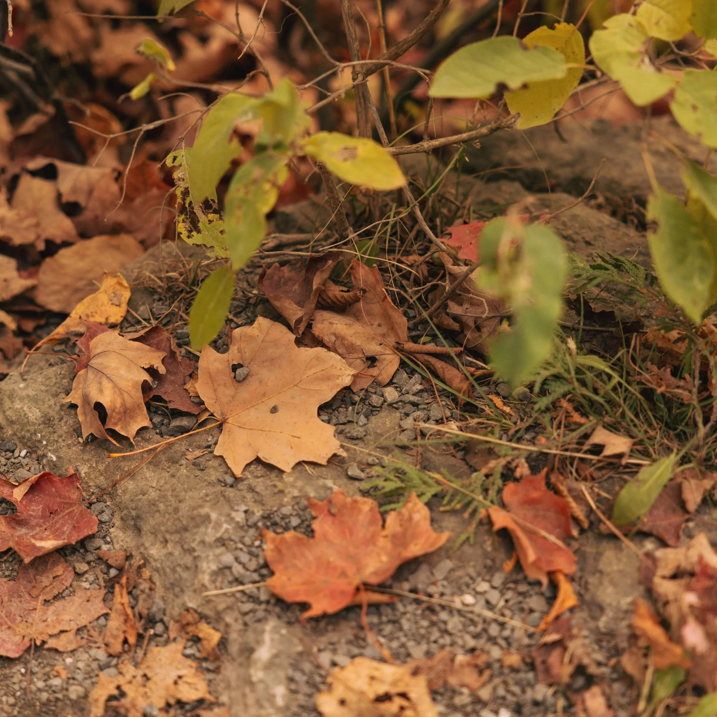 Inner Seasons Meditation