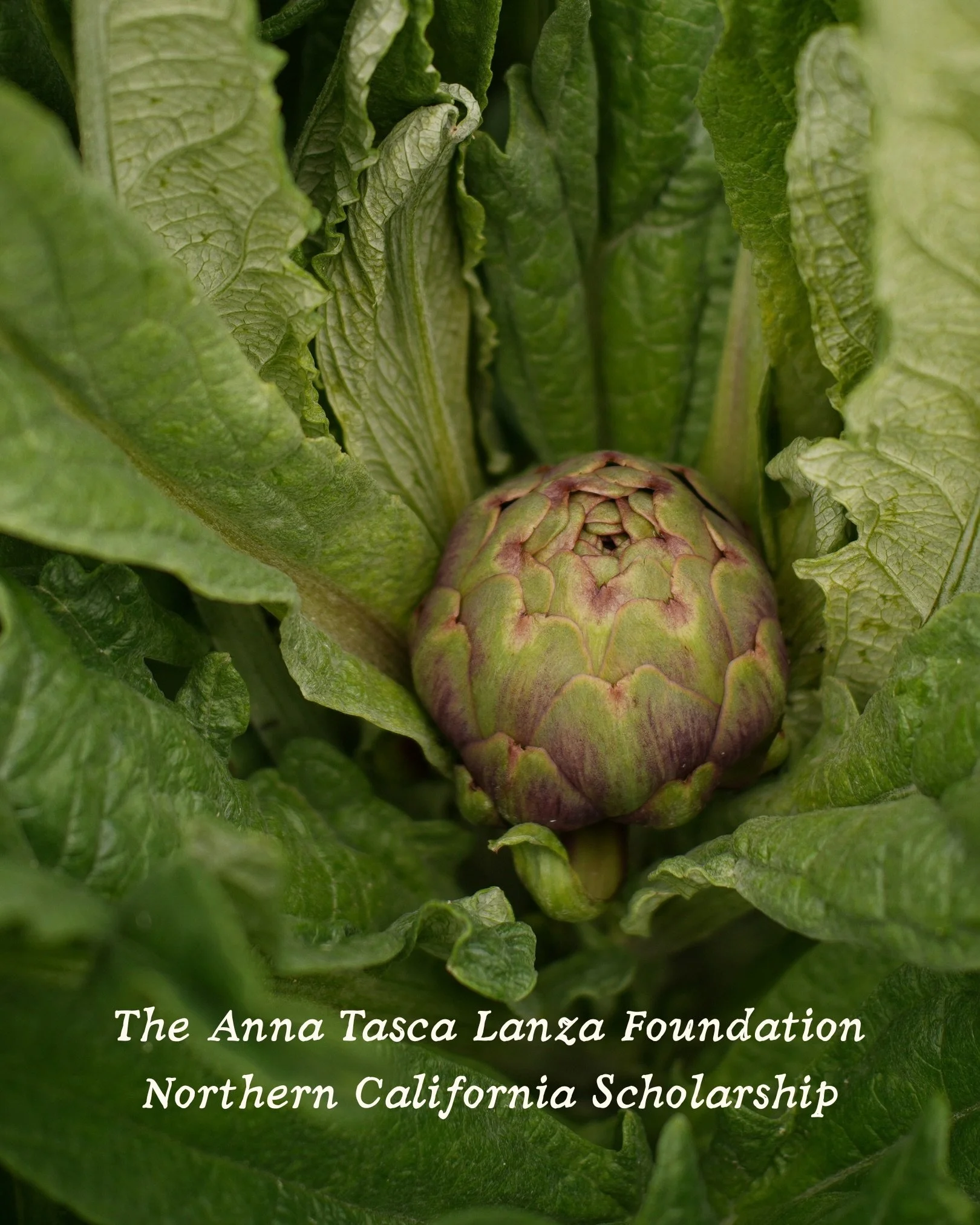We are excited to announce the Anna Tasca Lanza Foundation will be offering a scholarship for Cook the Farm Sicily 2027!

Food traditions live through the people who grow, make, and share them, and the Foundation exists to support these communities a