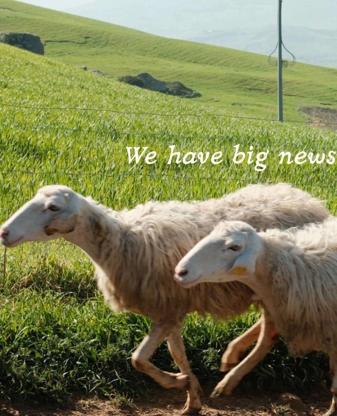 We have big news: The Anna Tasca Lanza Foundation, home of @cook.the.farm, is officially a 501(c)(3) nonprofit registered in California !

Becoming a nonprofit means what began in Sicily can be carried forward by everyone who believes in it and the k