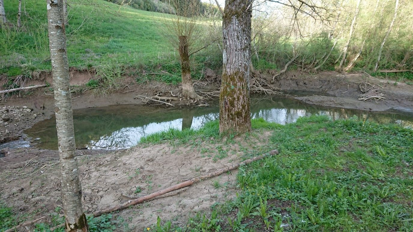 Ein Bach oder Fluss in einem Wald mit Bäumen und grünem Gras