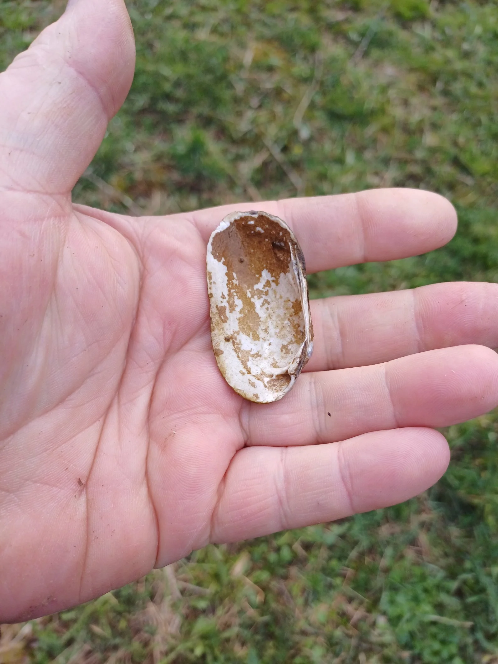 Hand hält eine Muschelschale mit braun-weißer Musterung im Freien auf grünem Gras.