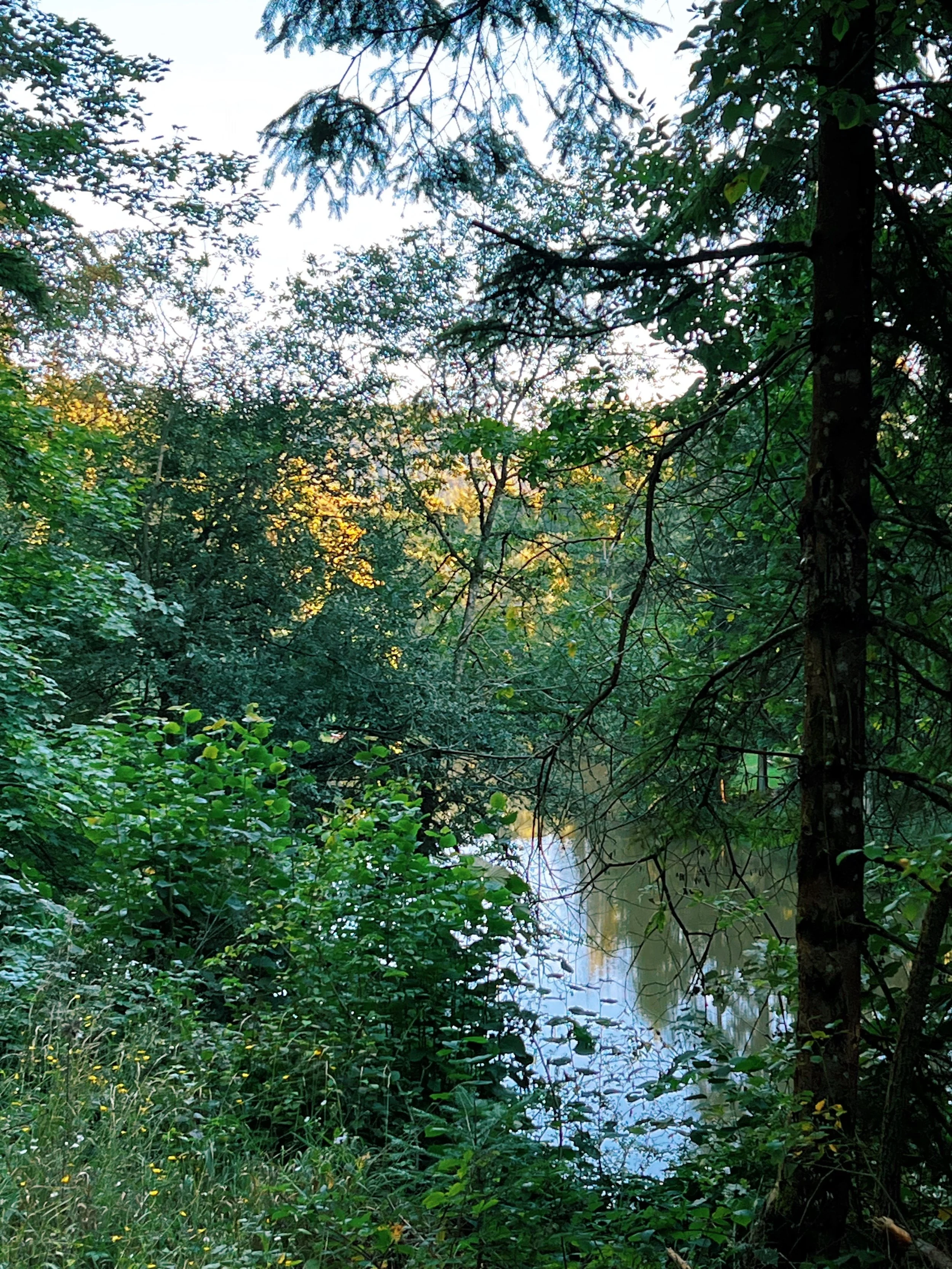 Dichte grüne Waldrand mit Blick auf einen Fluss, Sonnenlicht durchdringt die Baumkronen