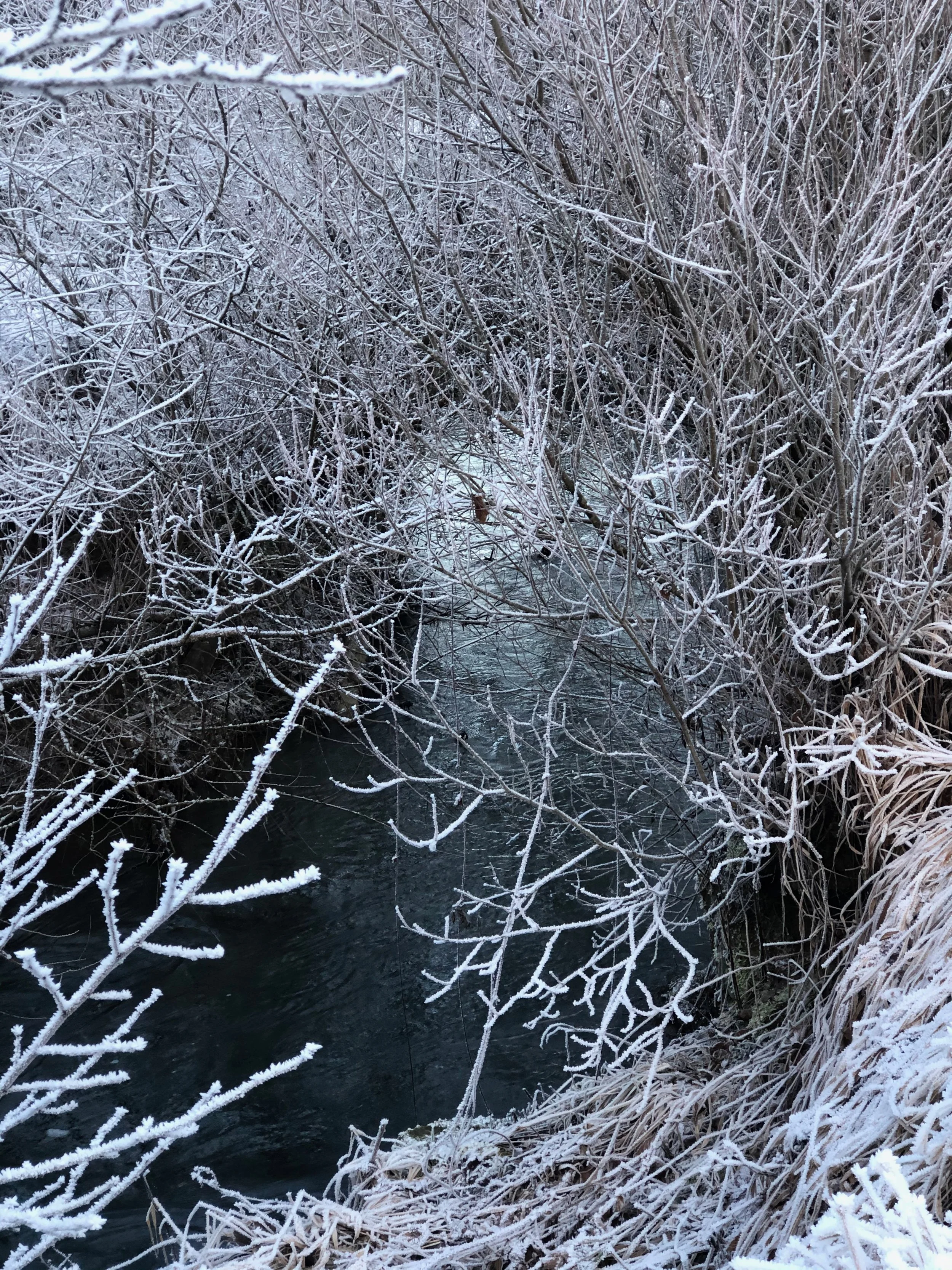 Ein winterlicher Fluss, umgeben von gefrorenen Zweigen und grasbewachsenen Ufern.