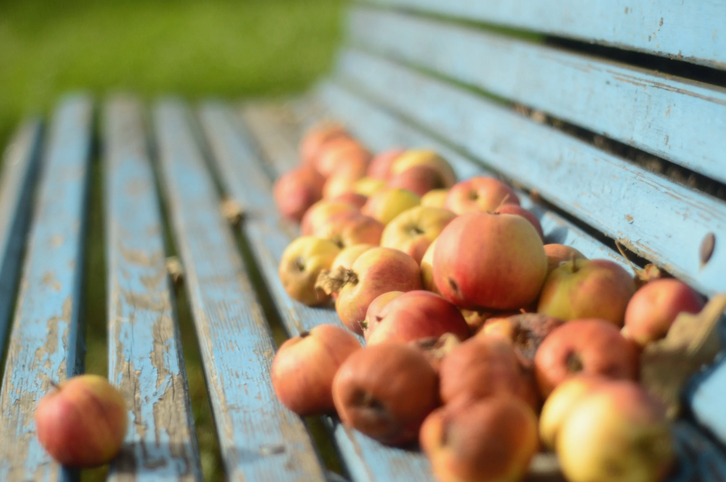 Äpfel liegen auf einer abgenutzten blauen Parkbank im Freien.