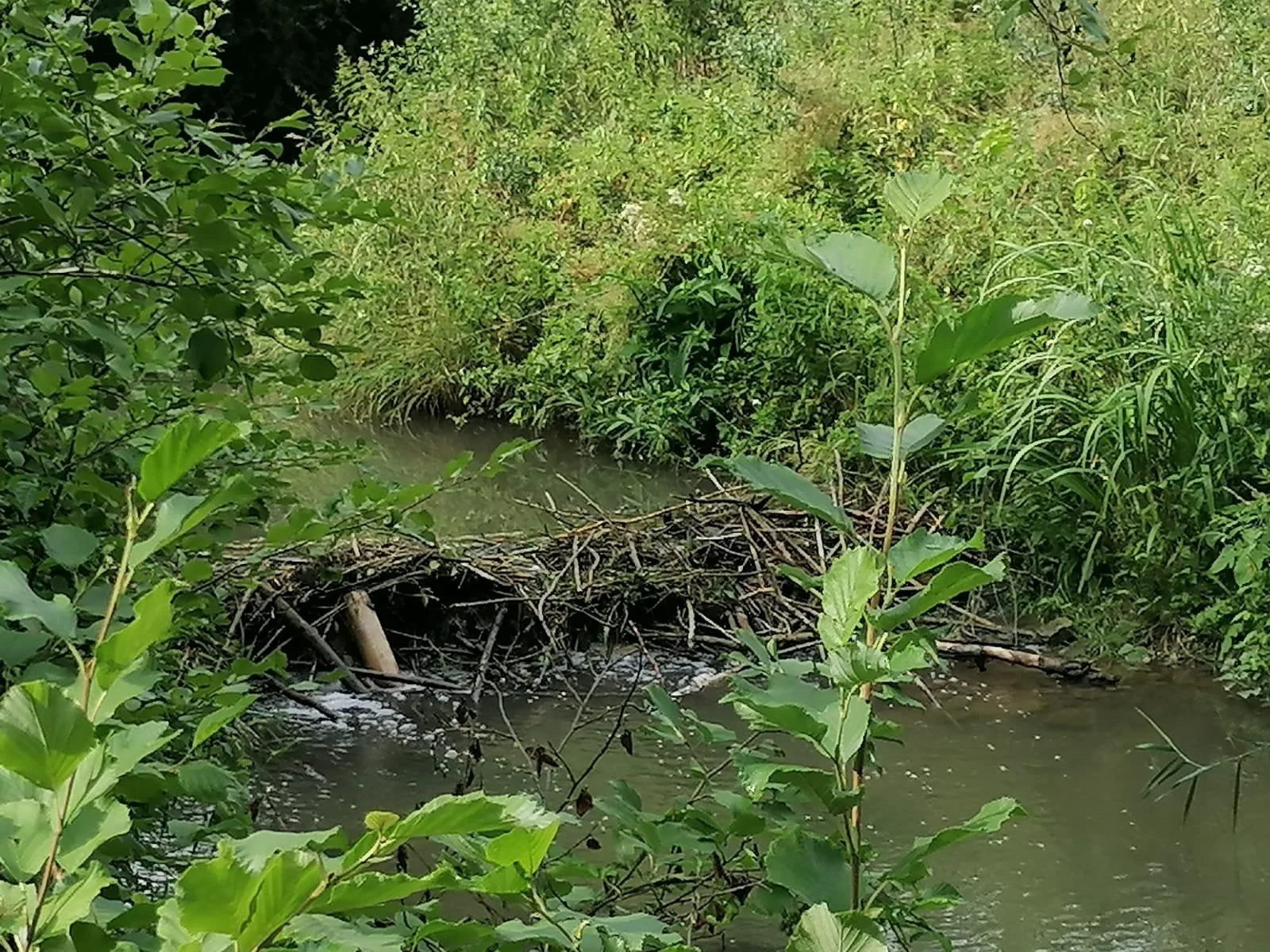 Ein kleines Flussbett mit Wasser, umgeben von grünen Büschen und Pflanzen.