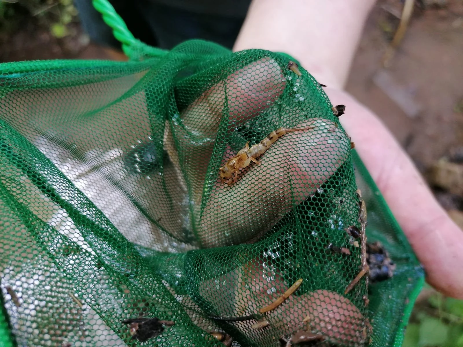 Froschkaefer und Ameisen auf einer grünen Netzfilter-Handschuh, der in der Natur benutzt wird.