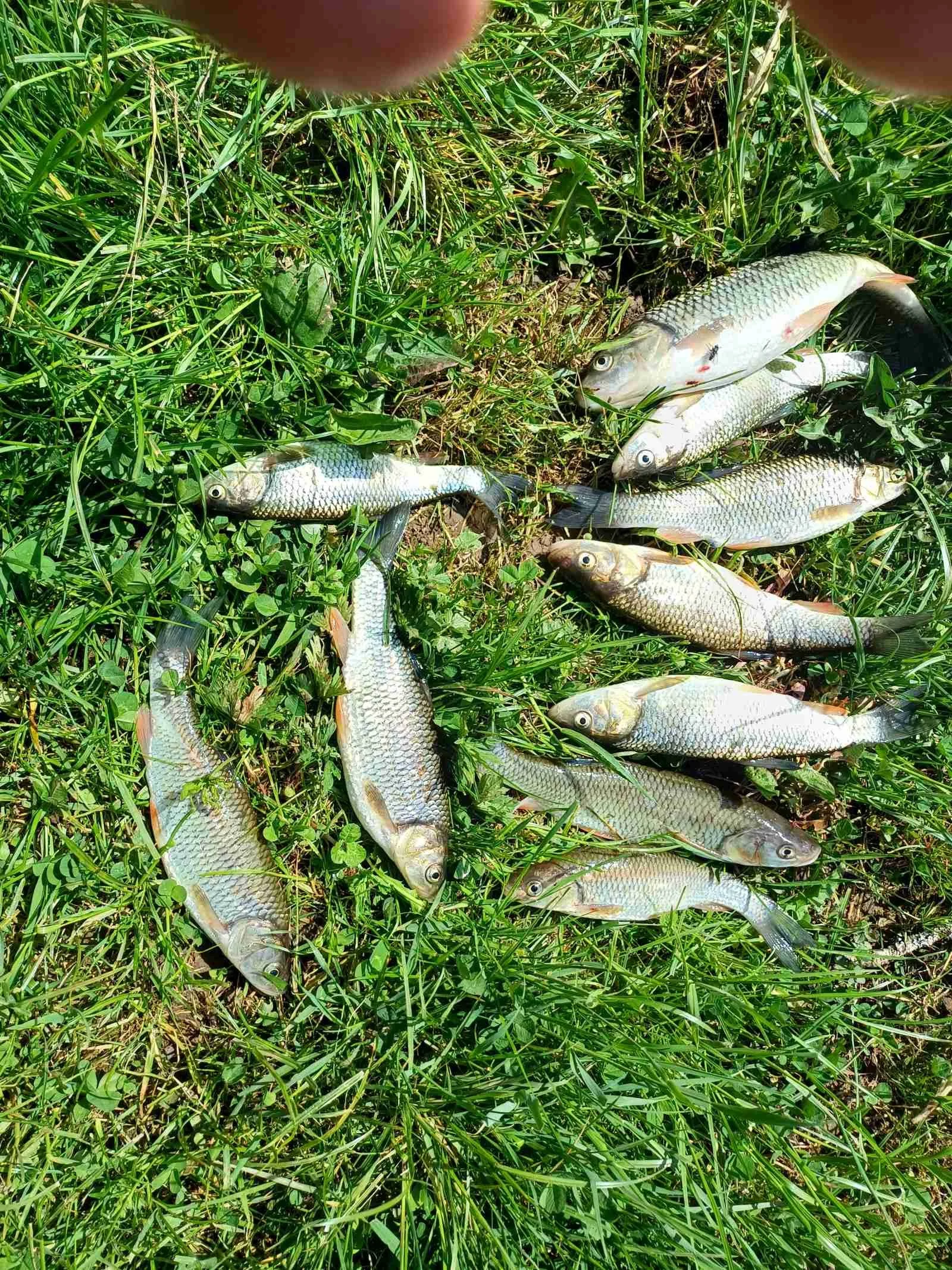 mehrere frisch gefangene Fische auf grünem Gras