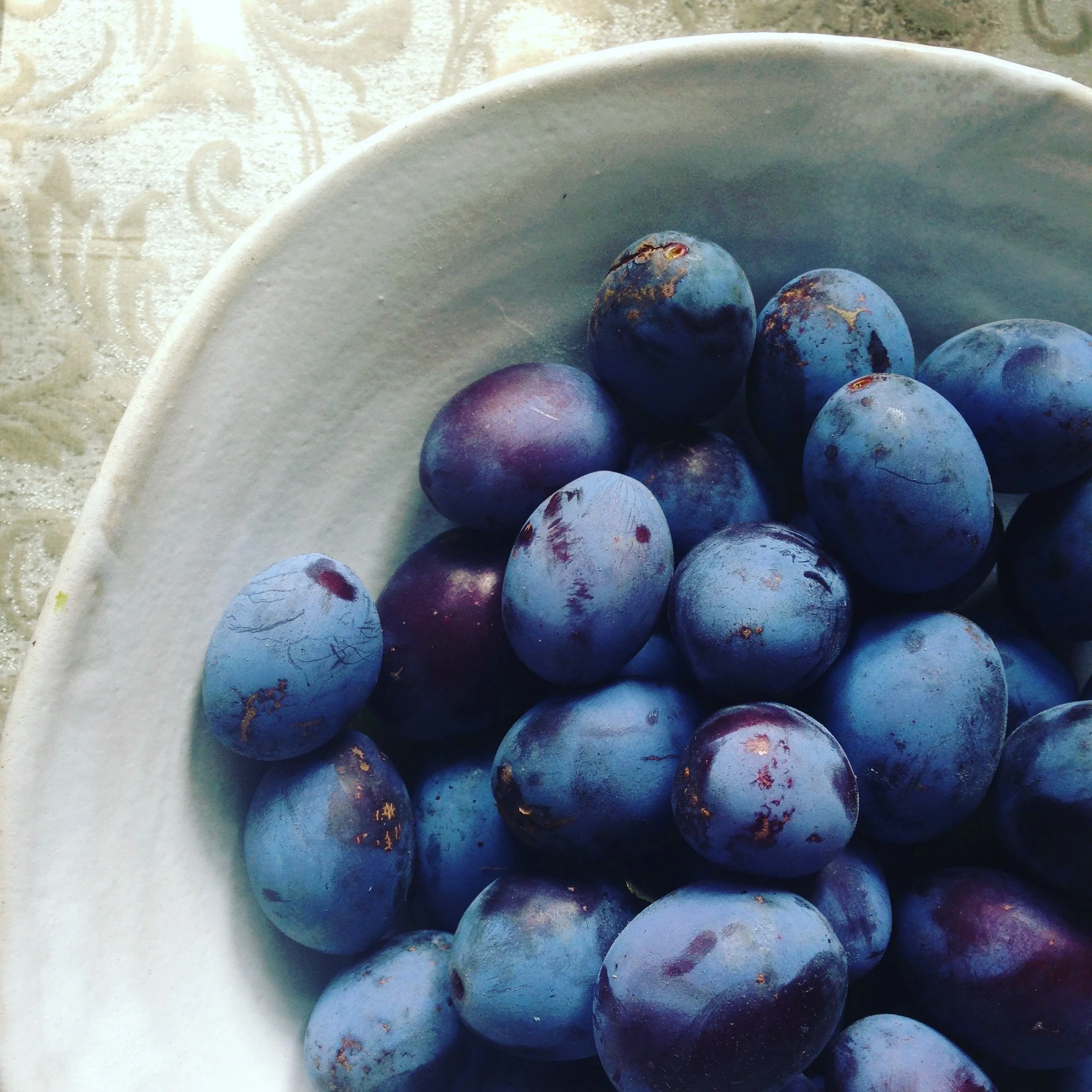Blaue Trauben in einer weißen Schüssel auf einem Tisch.