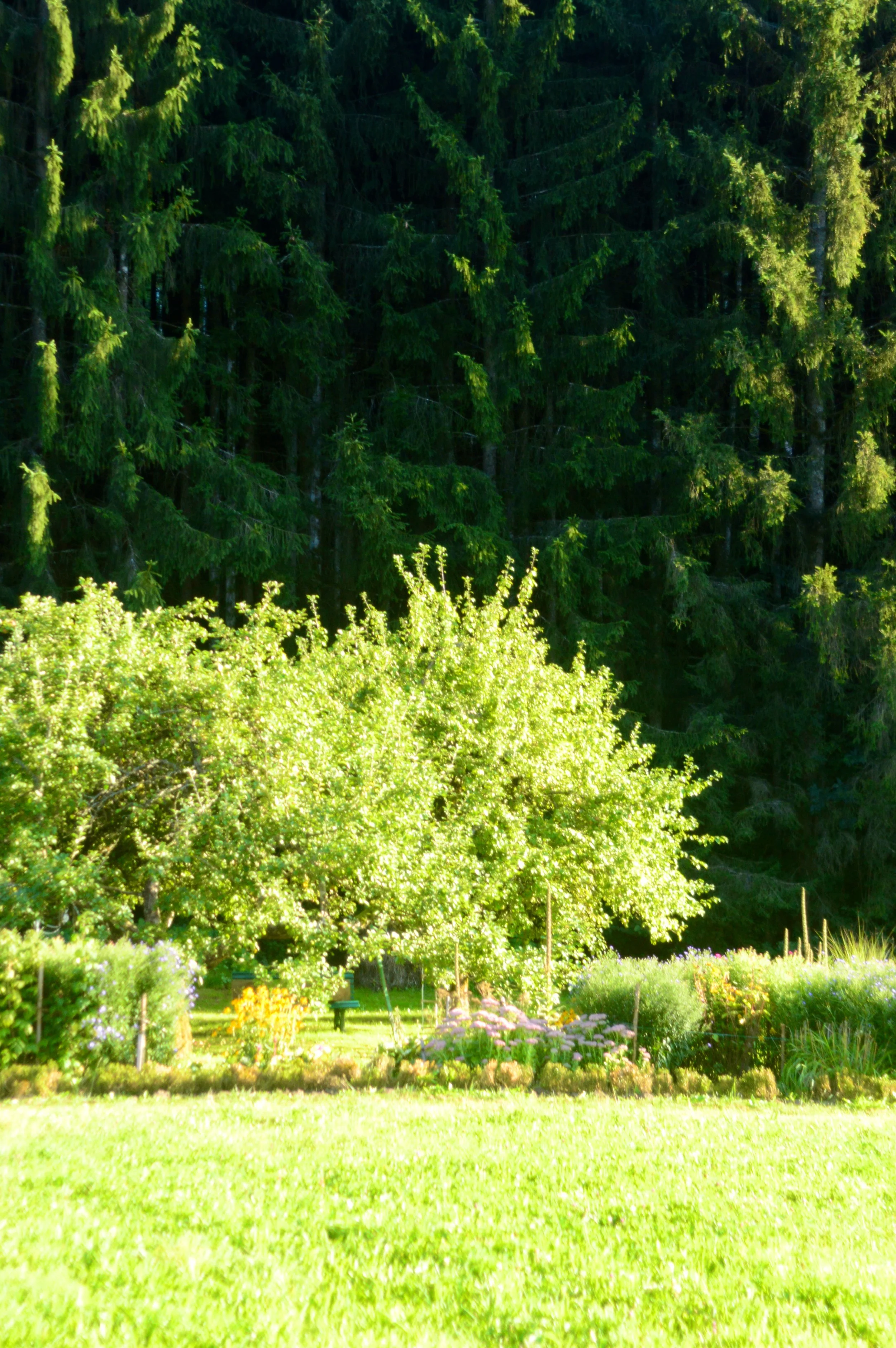 Ein sonniger Garten mit einem großen, blühenden Baum im Vordergrund, umgeben von bunten Blumen und grünem Gras, mit einem dunklen Wald im Hintergrund.