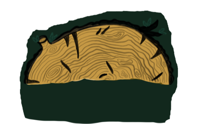 Cross-section of a tree trunk showing growth rings and bark.