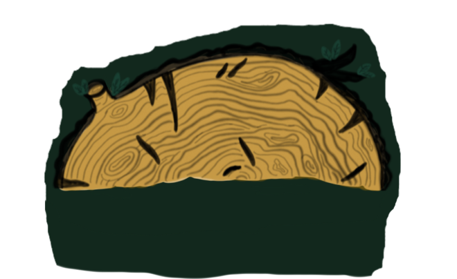 A close-up of a cross-section of a tree trunk showing growth rings and a bark exterior, with some green leaves in the background.