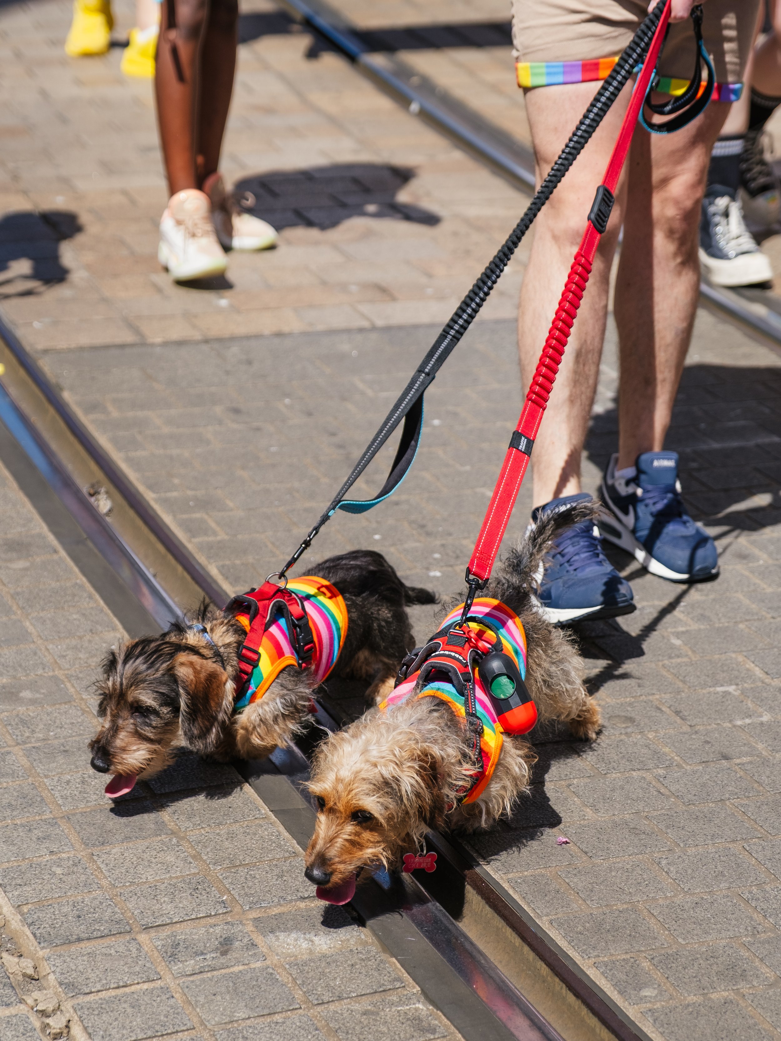 Several dogs dressed in rainbow-colored harnesses on leashes, standing in a line on a brick sidewalk.