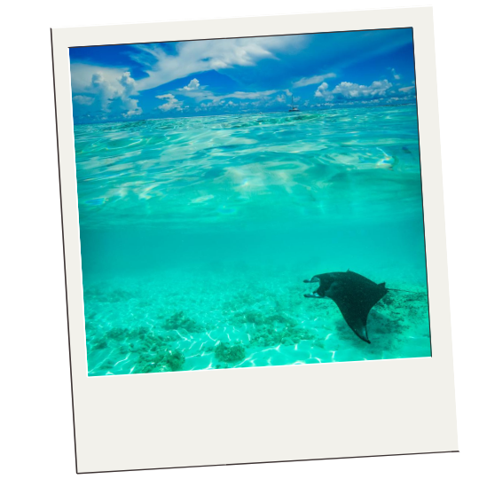 Hanifaru Bay, Maldives honeymoon