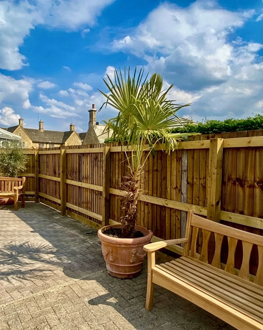A backyard patio with a potted palm tree, two wooden benches, a wooden privacy fence, and a cloudy blue sky.