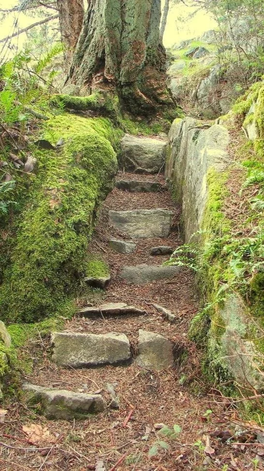 A forest trail with uneven stone steps surrounded by moss-covered rocks and green foliage, with a large tree at the top of the steps.