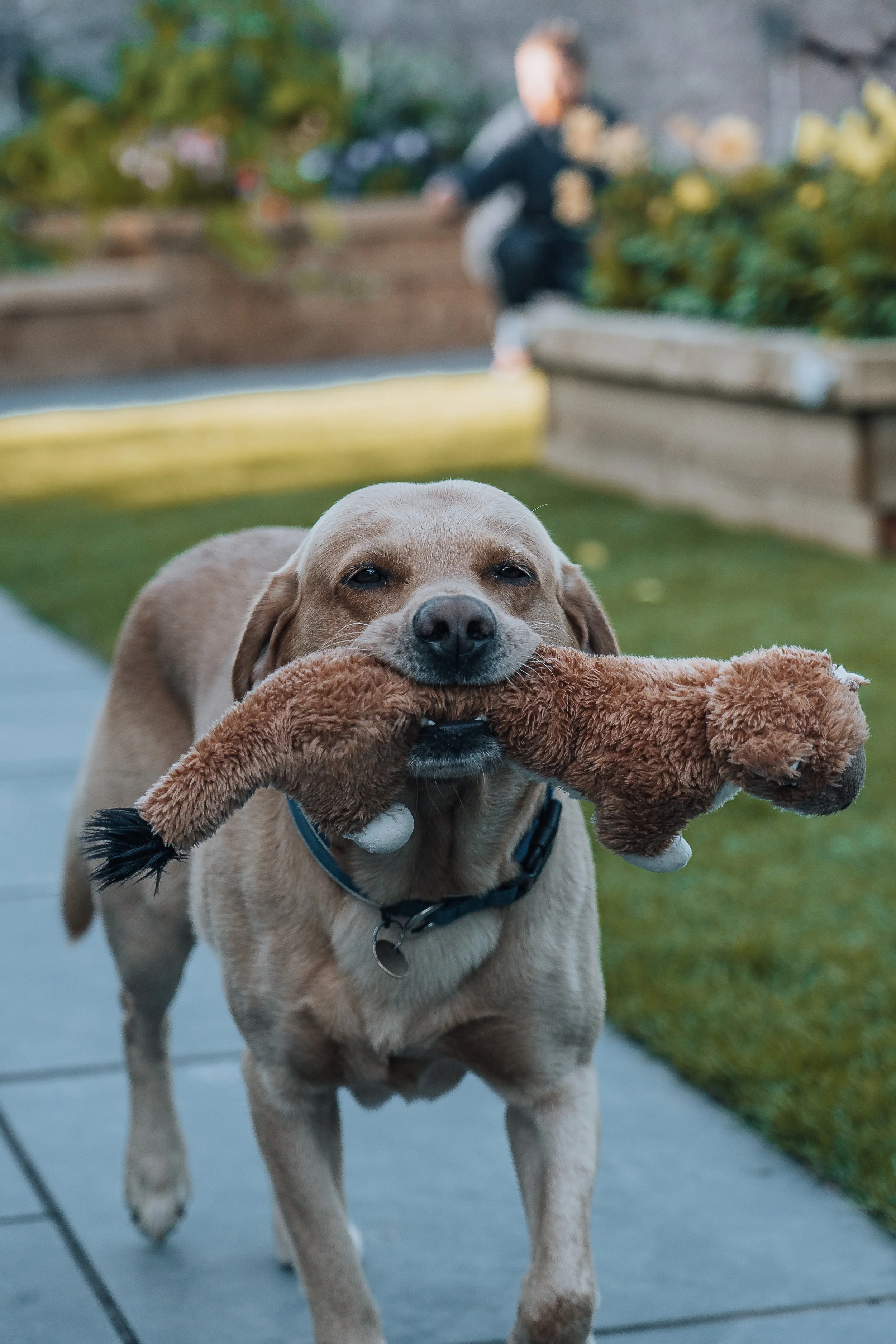The Firs Retriever.png