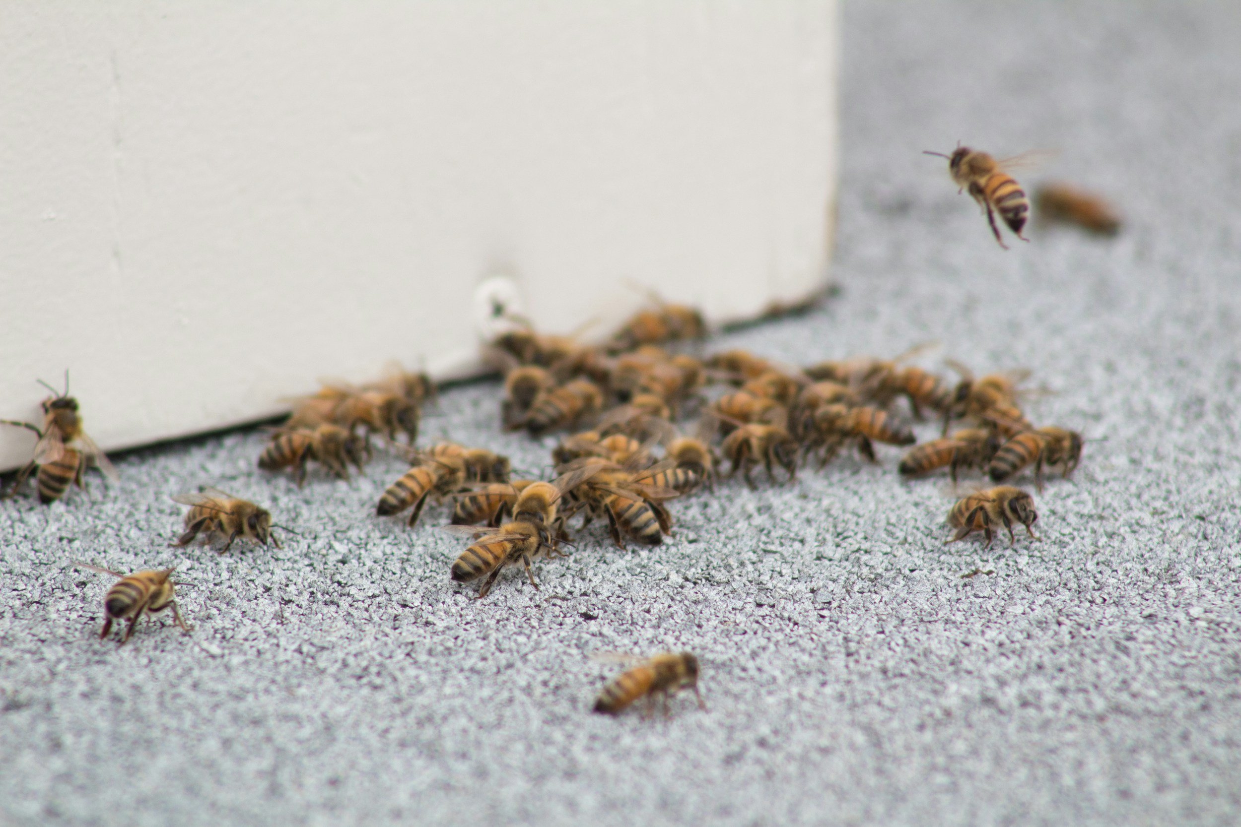 Yellowjackets or bees near home in Kentucky around exterior structure