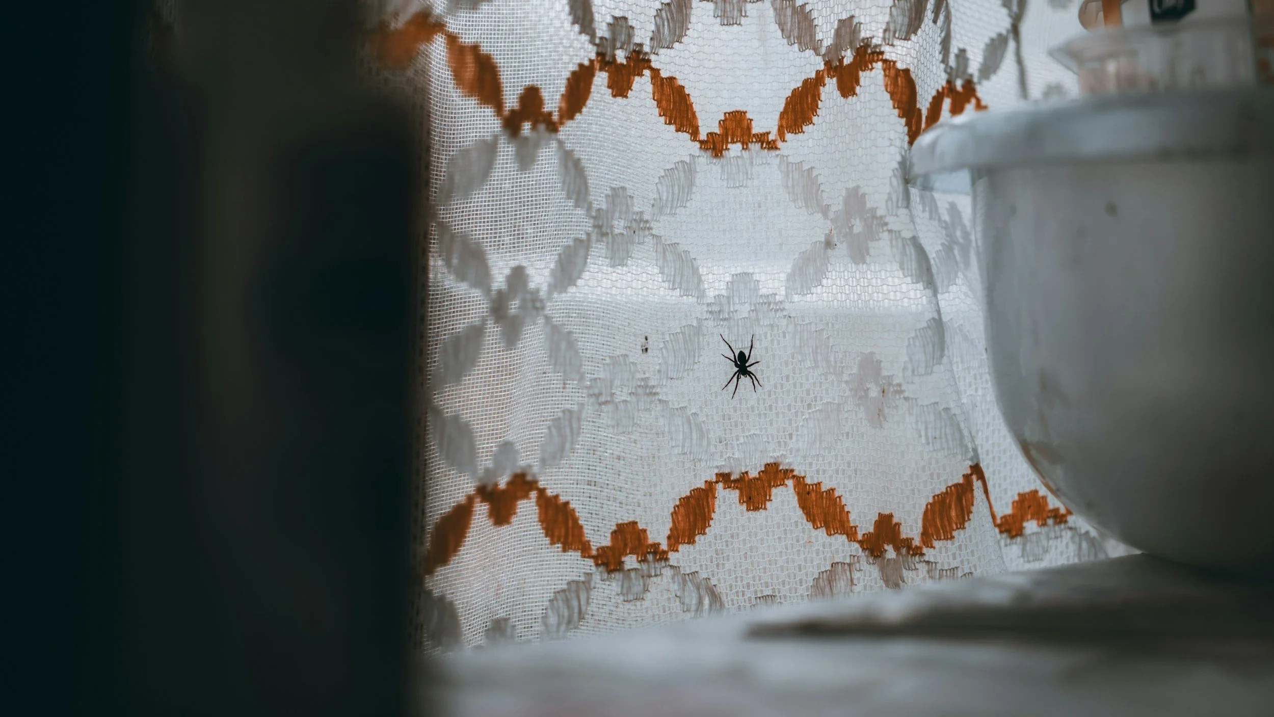 Spider inside home near window indicating indoor spider activity in Elizabethtown KY