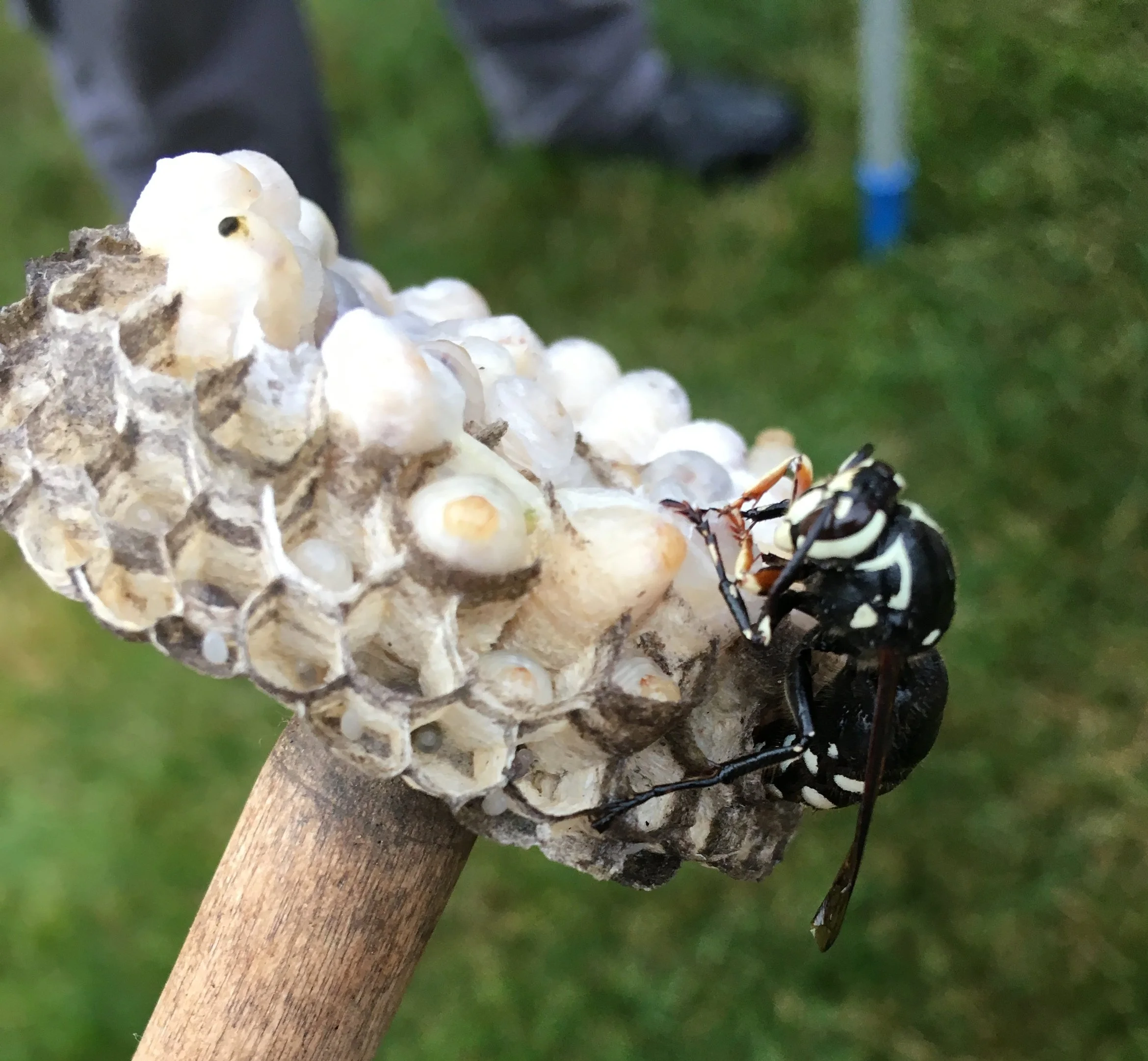 Bald-faced hornet nest with visible larvae and active hornet