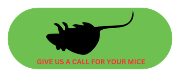 Call for mouse control service in Elizabethtown KY from Lead Pest Control