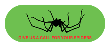 Call for spider control service in Elizabethtown KY from Lead Pest Control