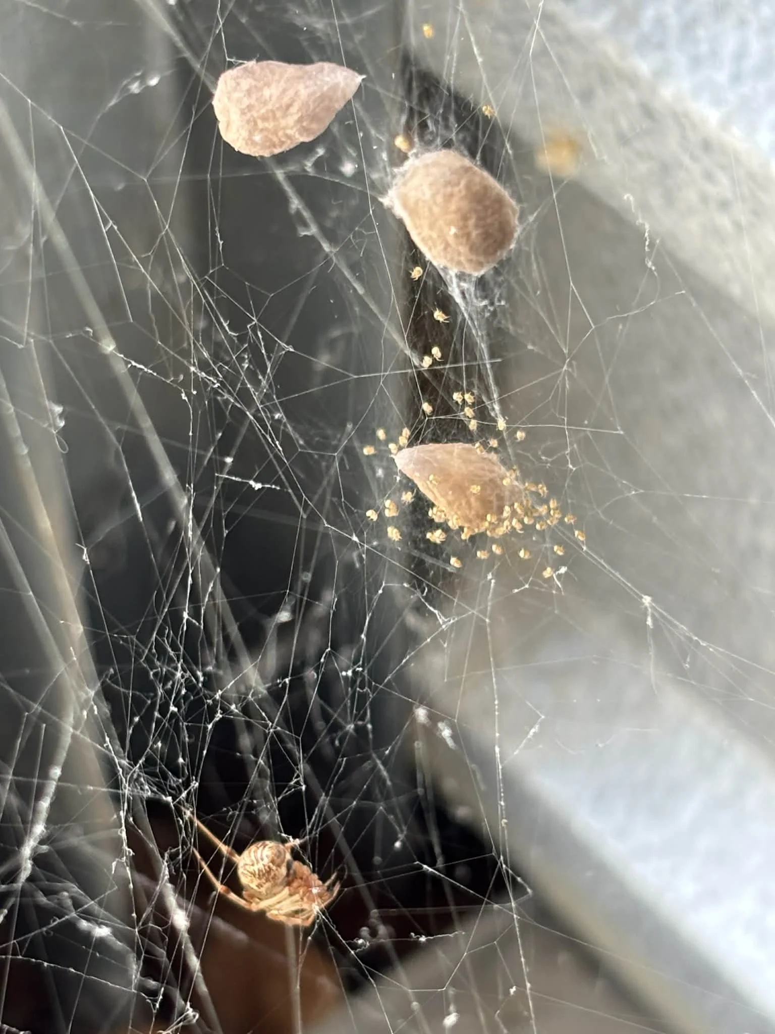 Spider web with egg sacs indicating active spider infestation in home in Elizabethtown KY