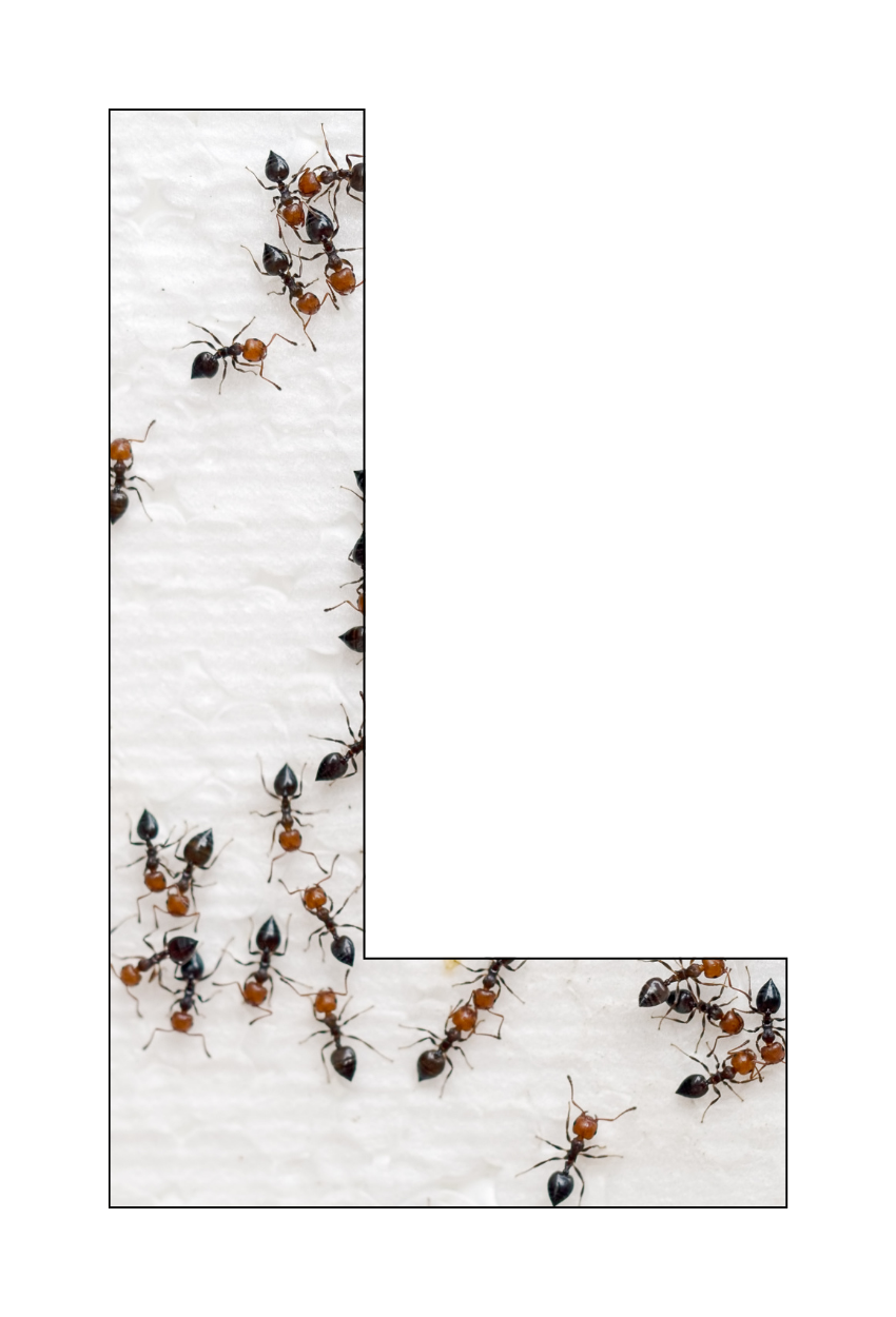 Ant infestation on soil near home foundation in Kentucky