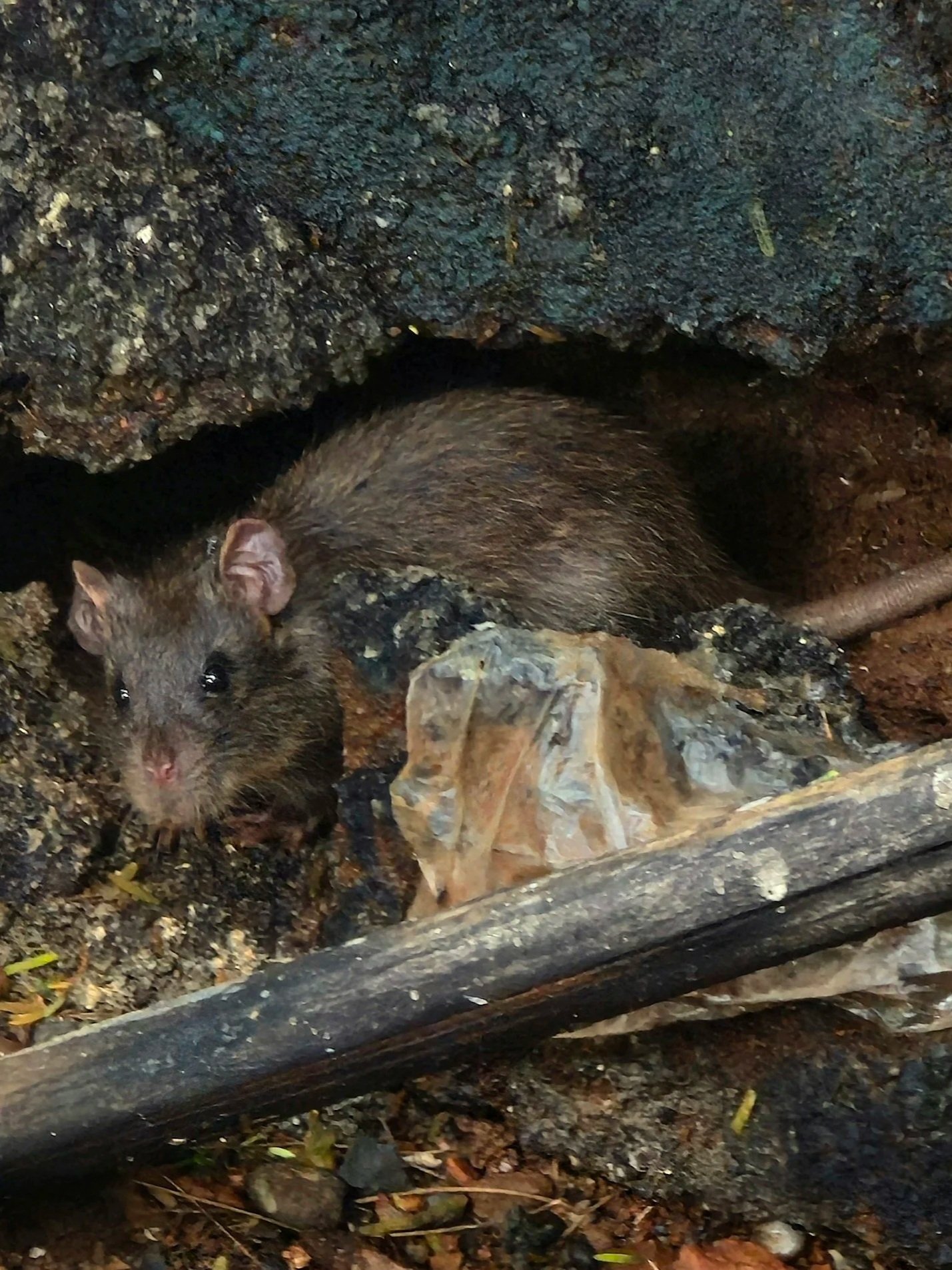 Rat hiding in crawl space under home indicating rodent infestation in Elizabethtown KY