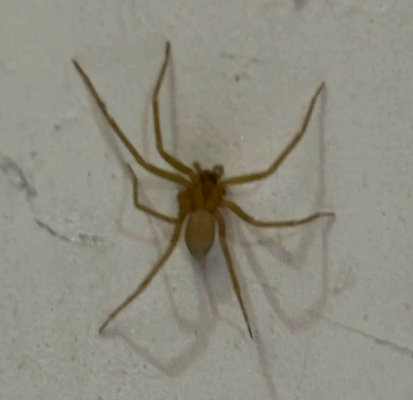 Brown recluse spider on wall inside home in Elizabethtown KY