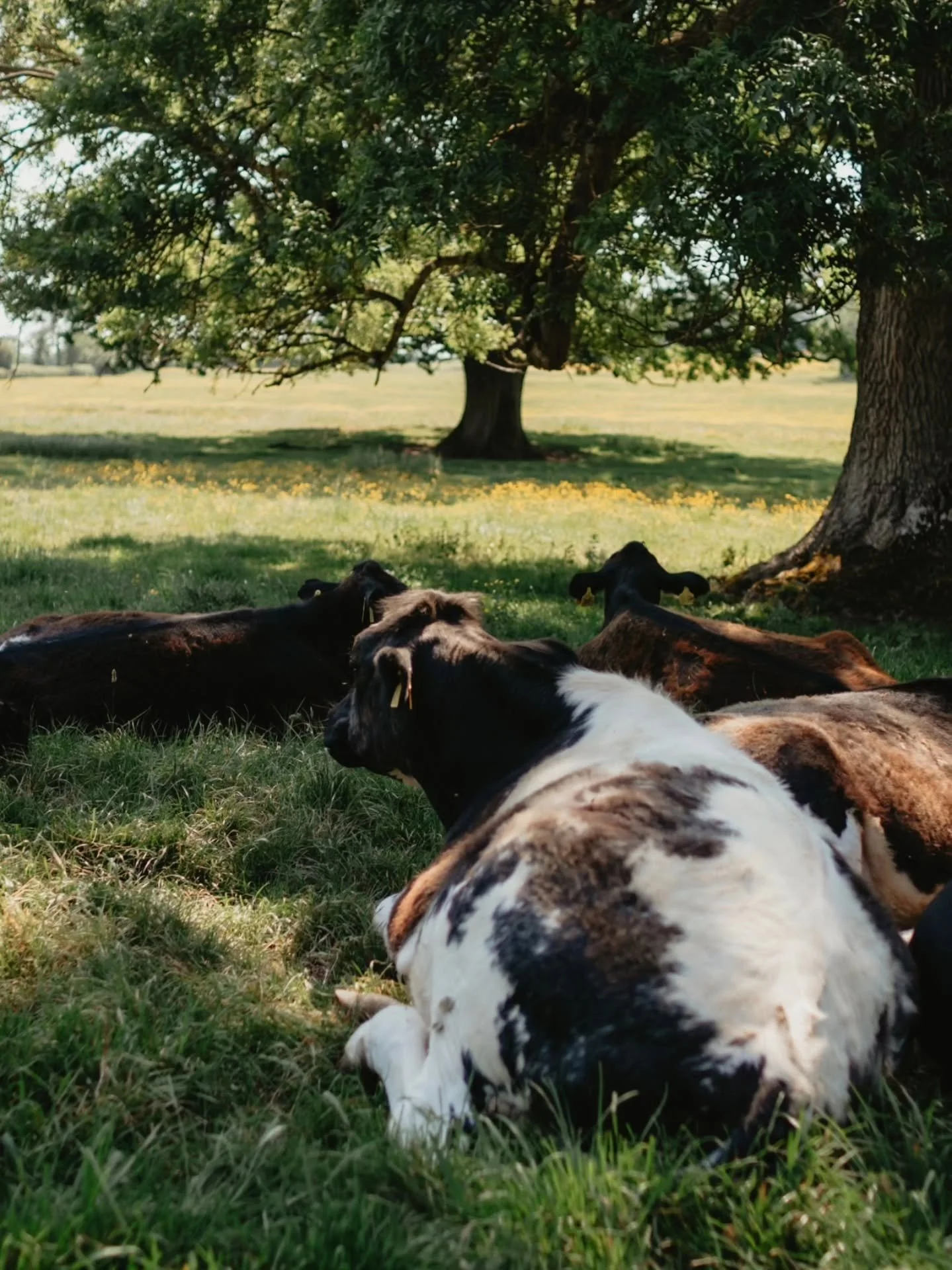 The Sunday Slow No. 13 🤎📷
&ldquo;Summer Shade&rdquo;

I think cows understand slow better than most of us.

They always seem to find the best patch of shade, the quietest corner of the field, the place where the light still reaches but the heat doe