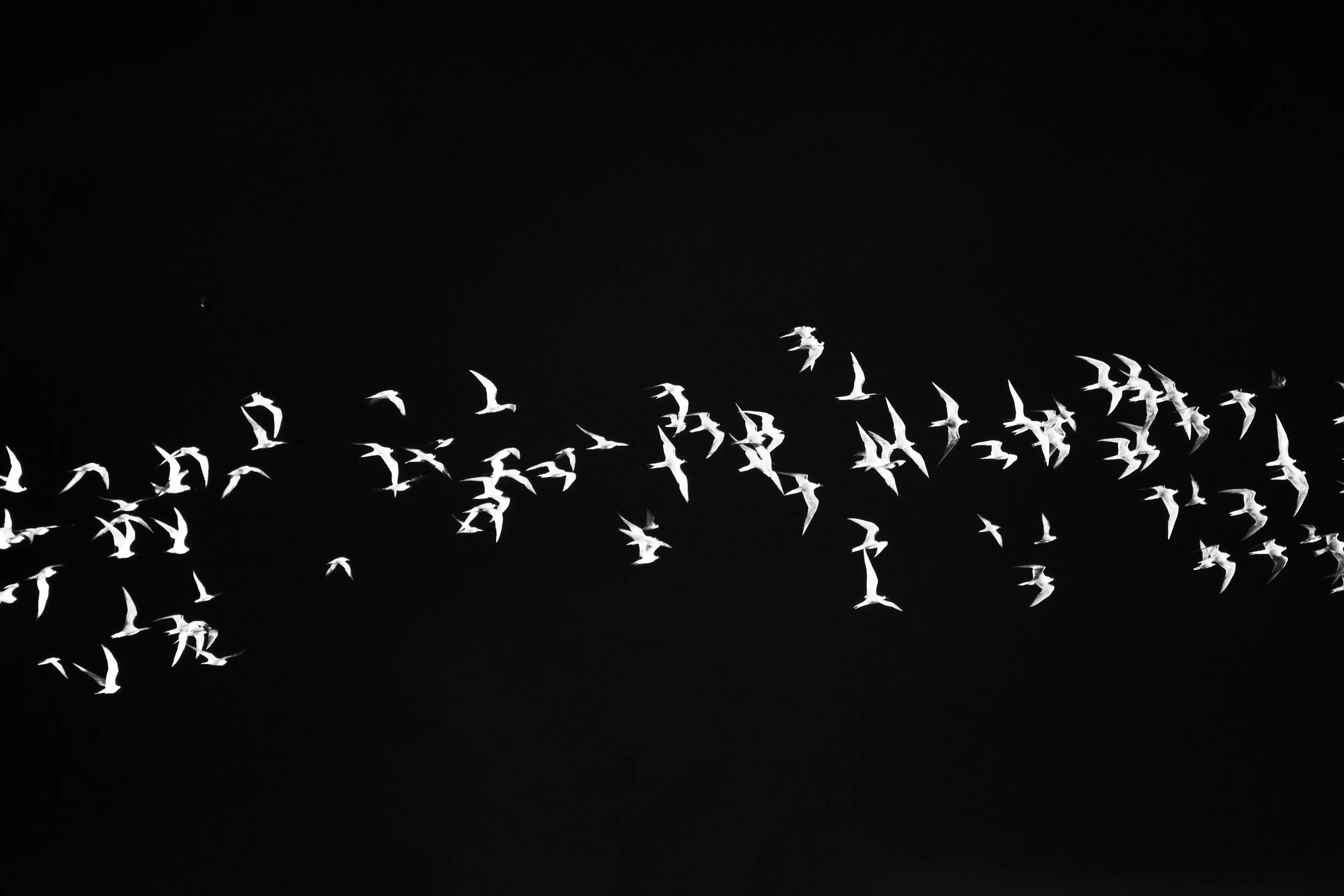 Thalia+Portfolio+Image 7.jpg