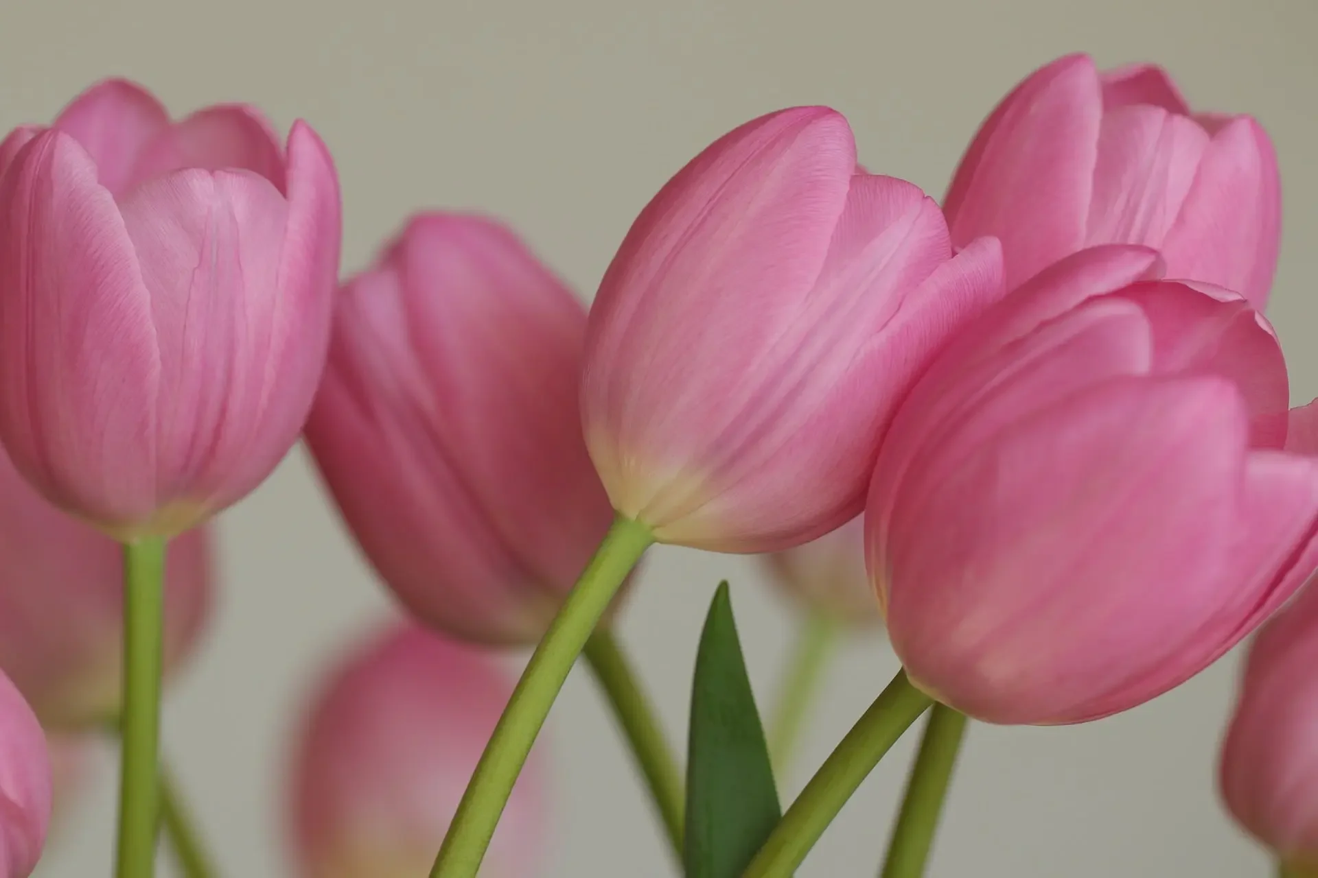 Close-up of pink tulips with green stems against a soft neutral background.