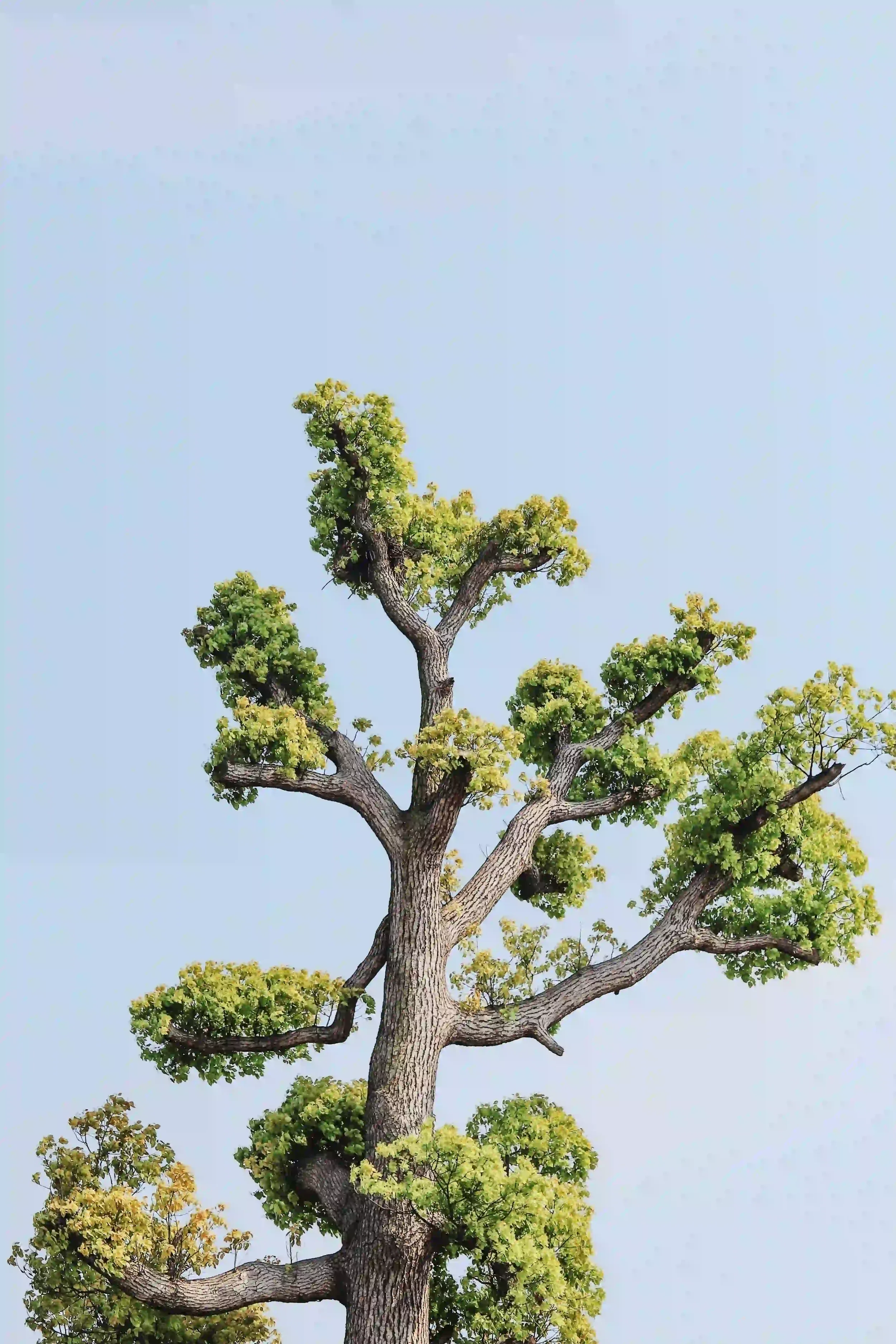 all tree with textured bark and green leafy branches against a clear blue sky.
