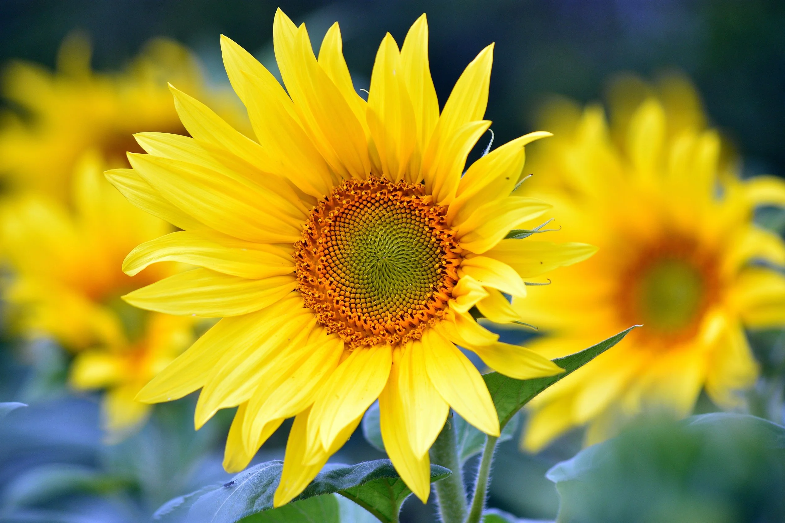 Close-up of a bright yellow sunflower with green leaves and a blurred background.